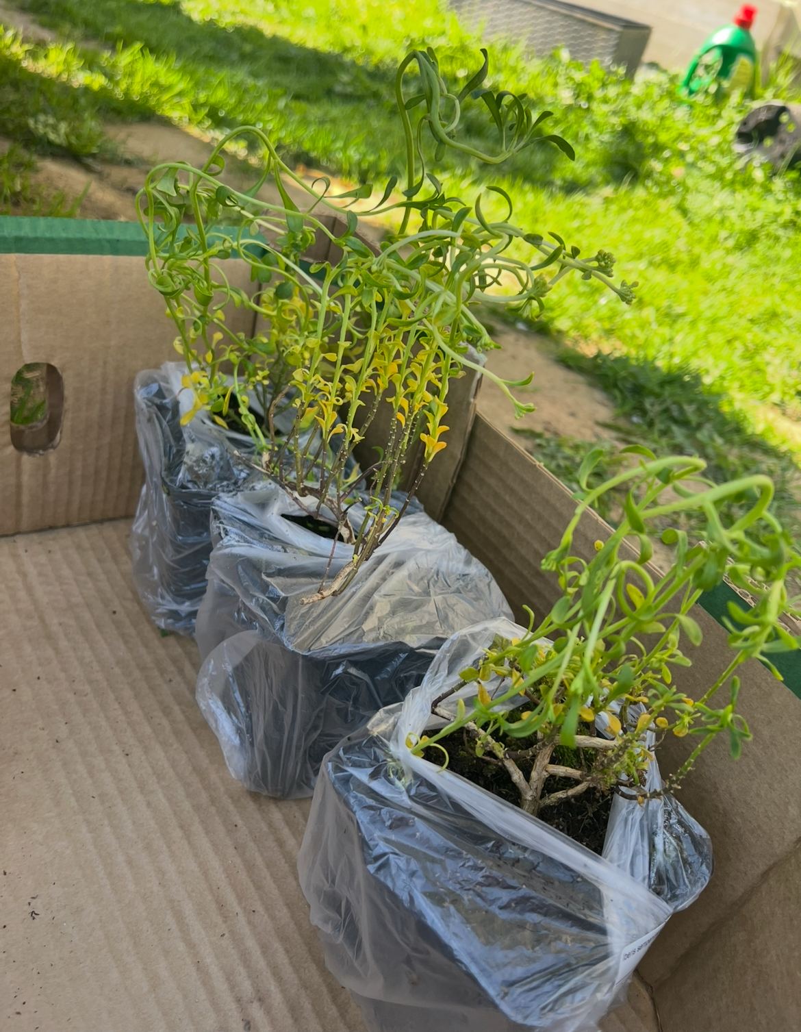 Zahradnictví Lukon Glads foto 3