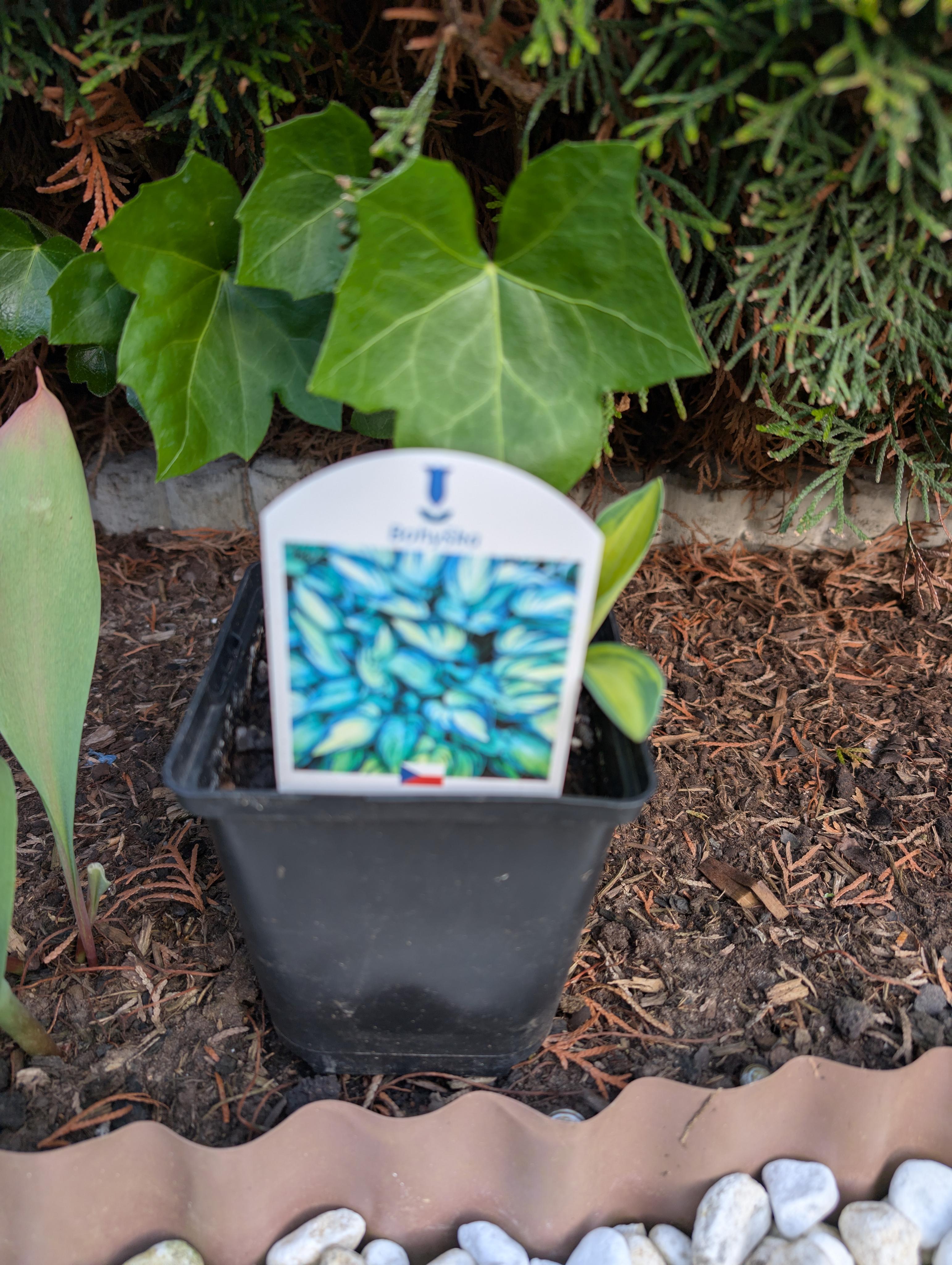 Zahradní a parková, spol. s r.o. foto 4