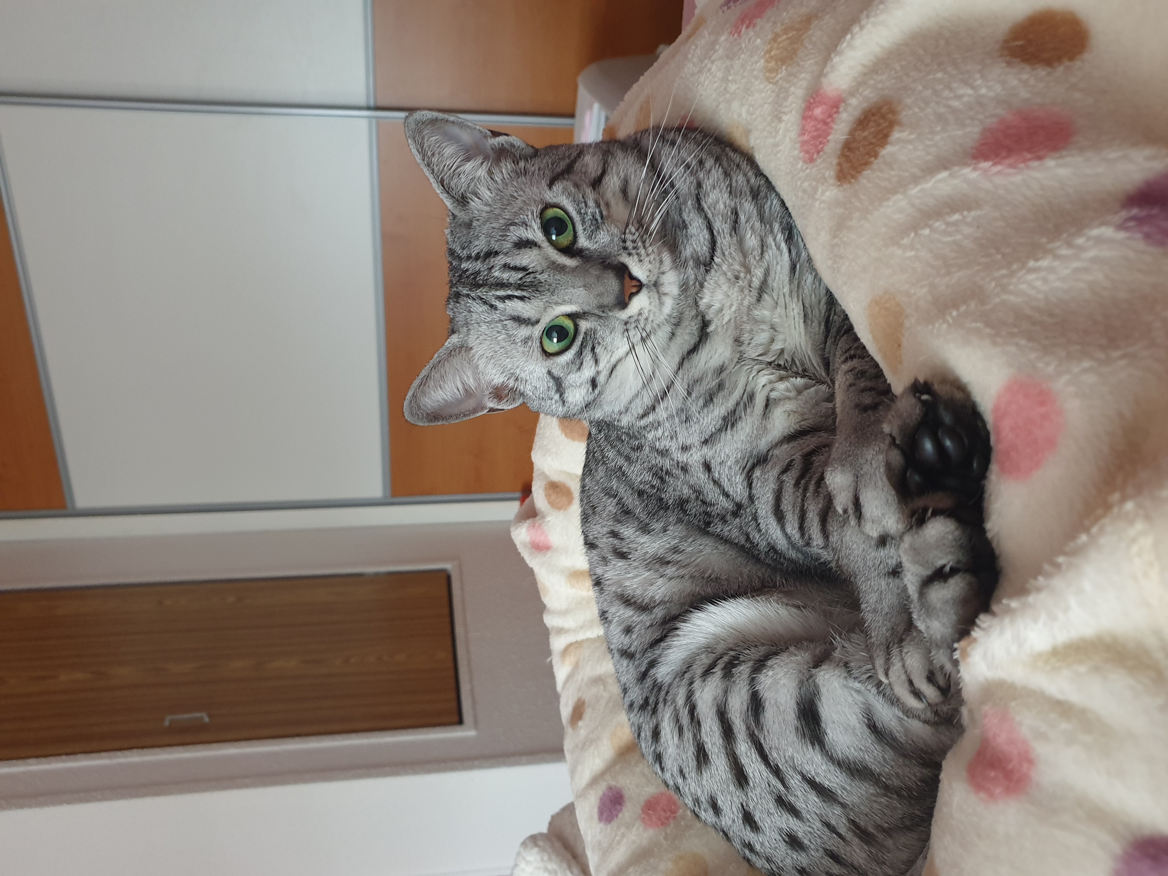 Labvet.cz - veterinární laboratoř a ordinace foto 5
