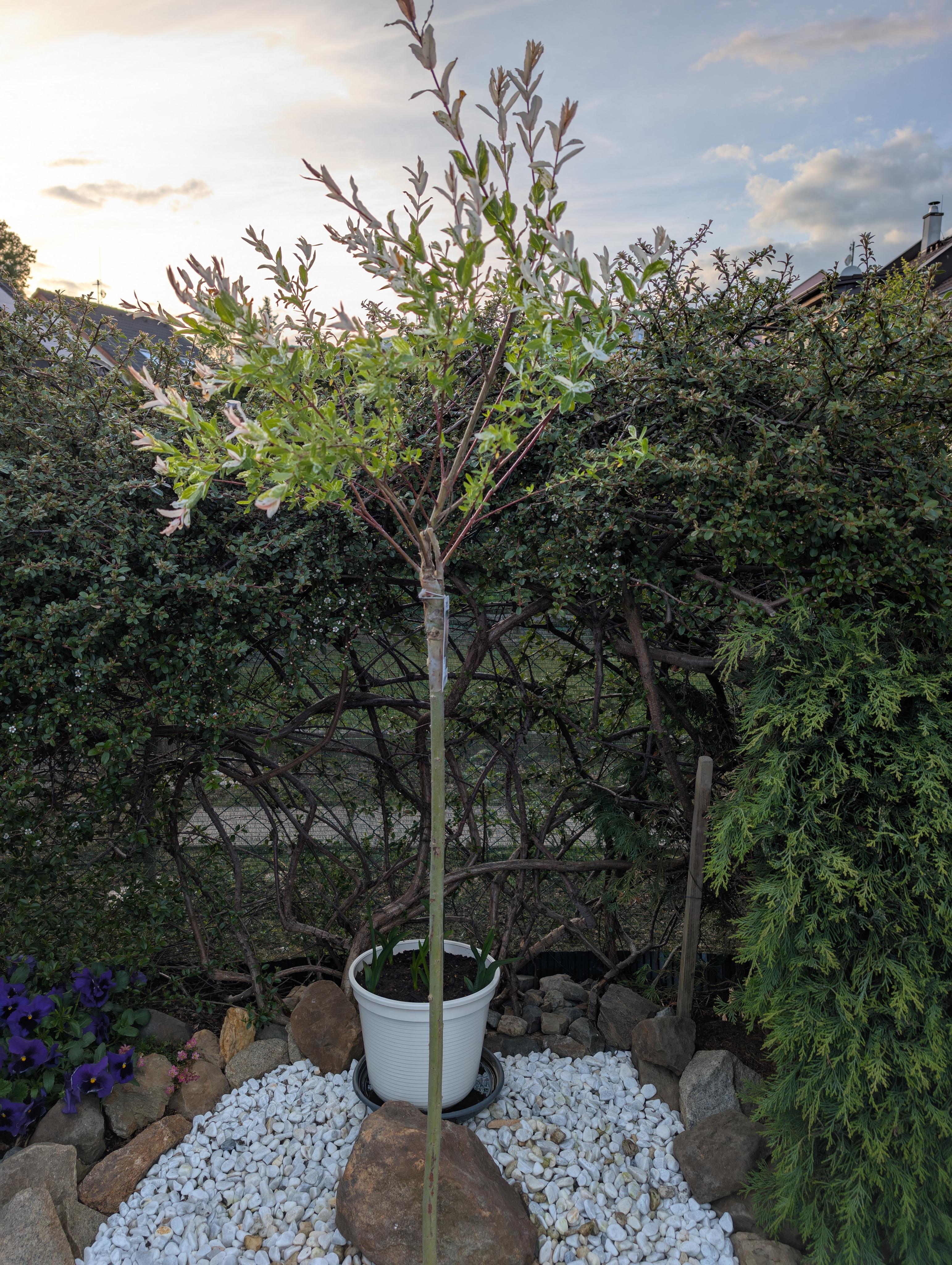 Zahradní a parková, spol. s r.o. foto 2