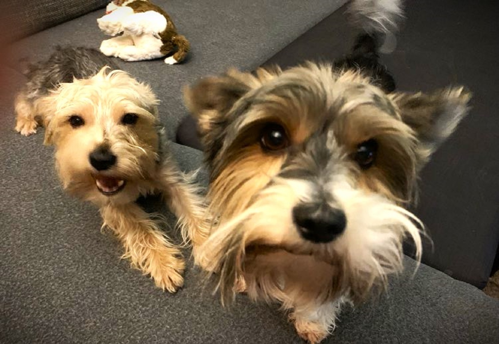 Veterinární ordinace Hlučín foto 4