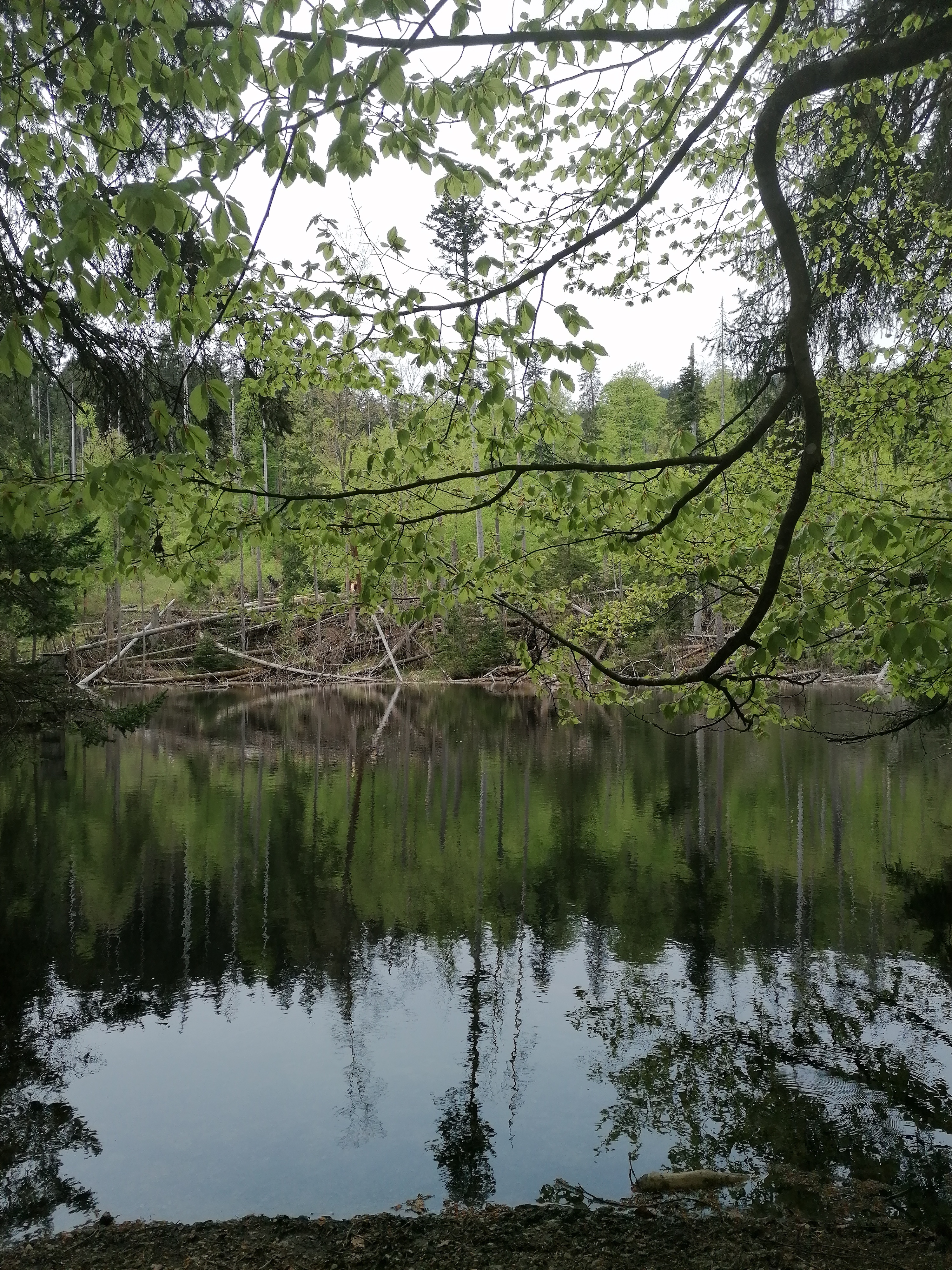 Restaurace Dvůr Lískový vrch foto 3