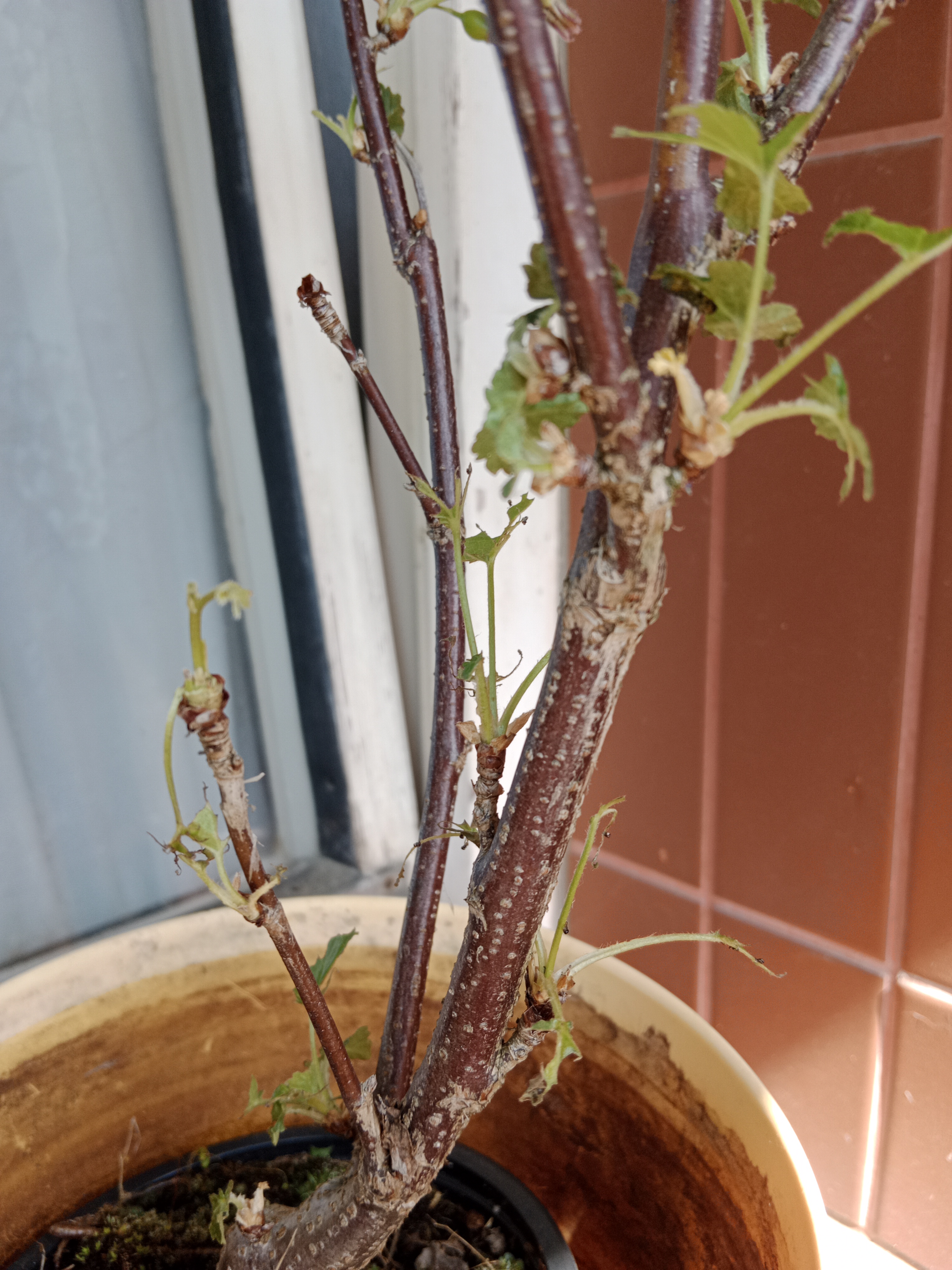 Zahradní centrum Školky Montano foto 6