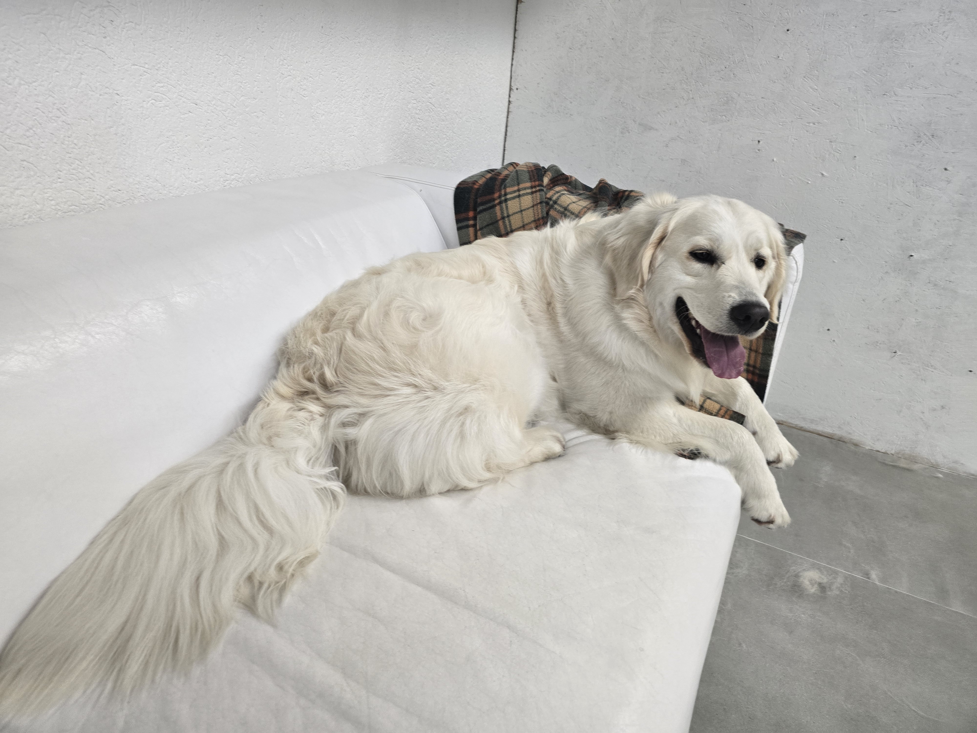 Psí Salón - Stay Pawsitive foto 4