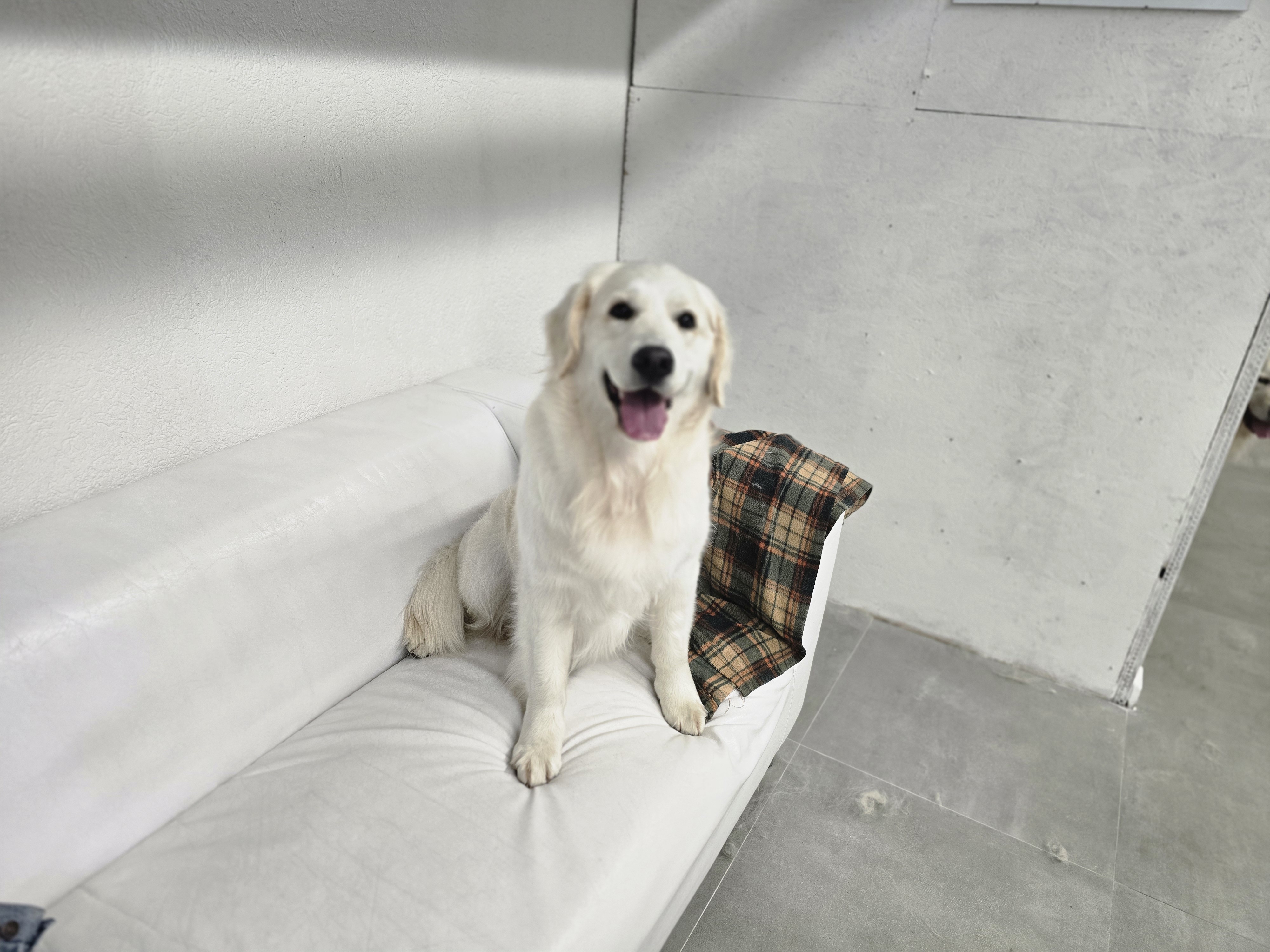 Psí Salón - Stay Pawsitive foto 3