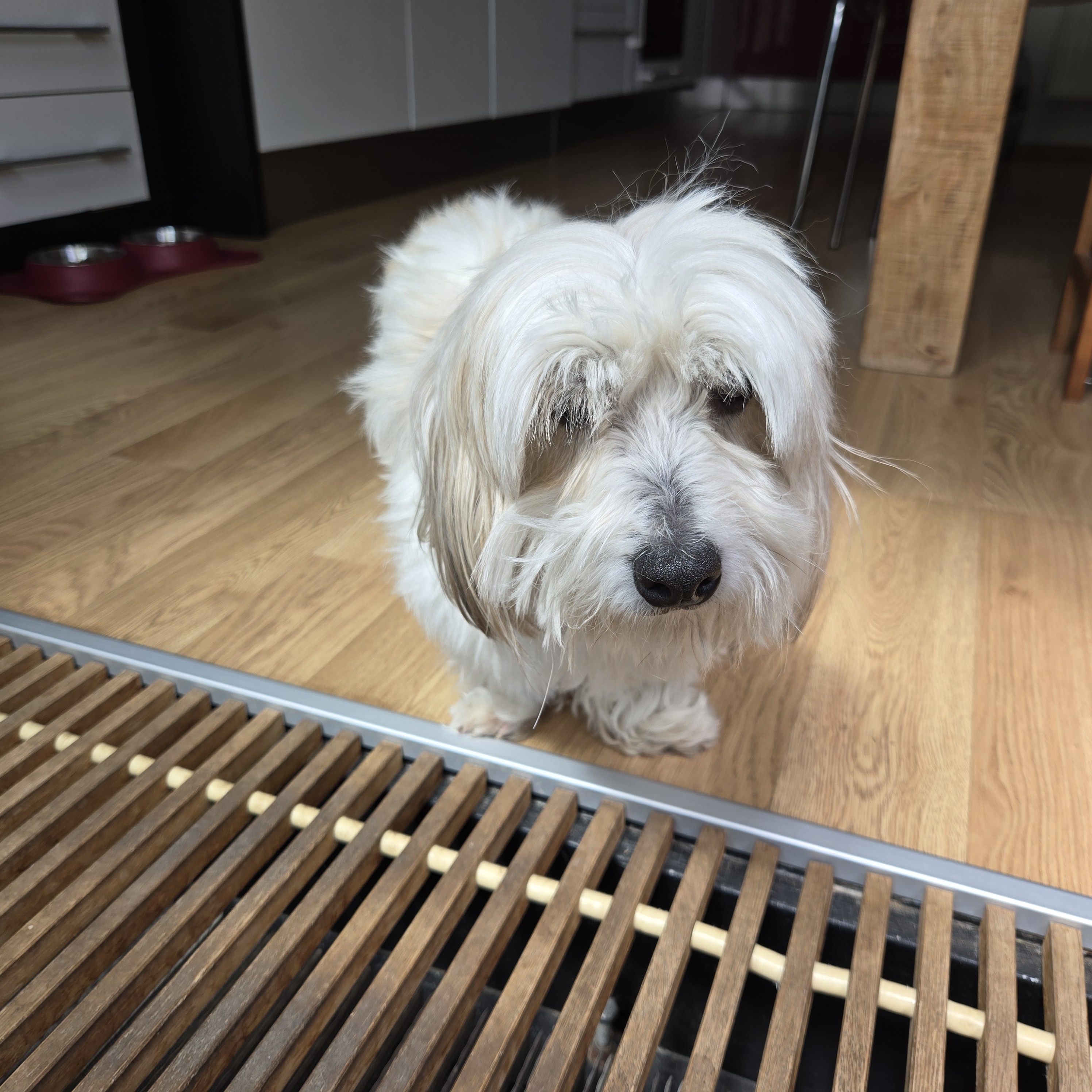 Veterinární ordinace MVDr. Barbora Rehová foto 2