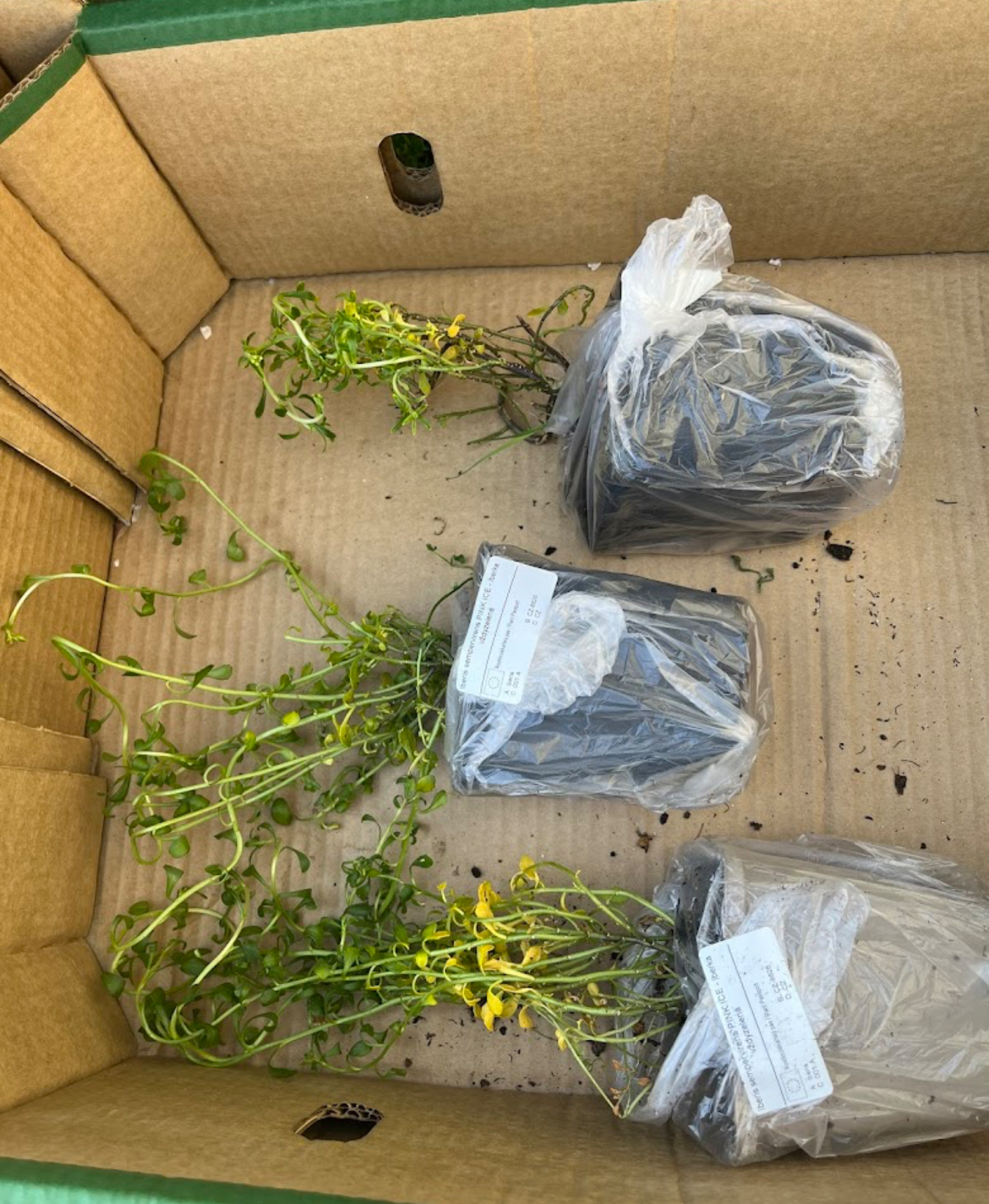 Zahradnictví Lukon Glads foto 4