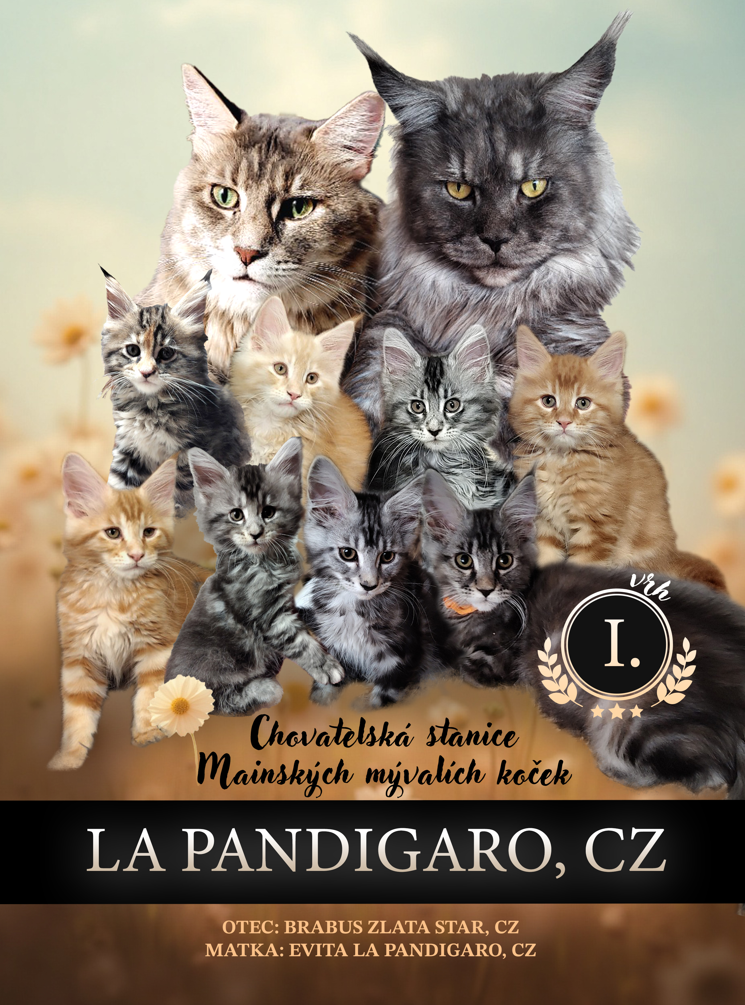 Hana Mošová - kreativní grafické návrhy a videa foto 5