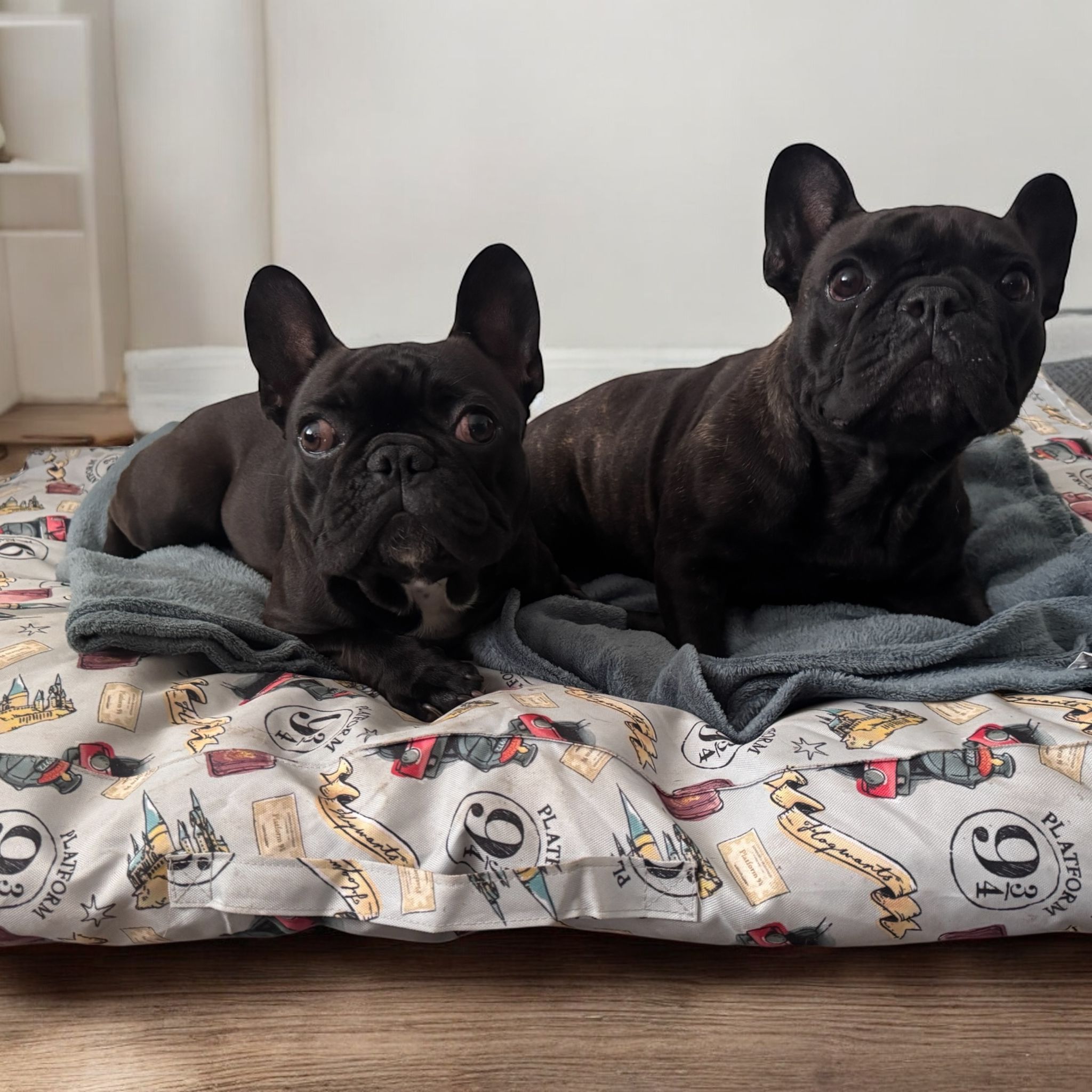 Hotel a školka pro psy Dalmond foto 5