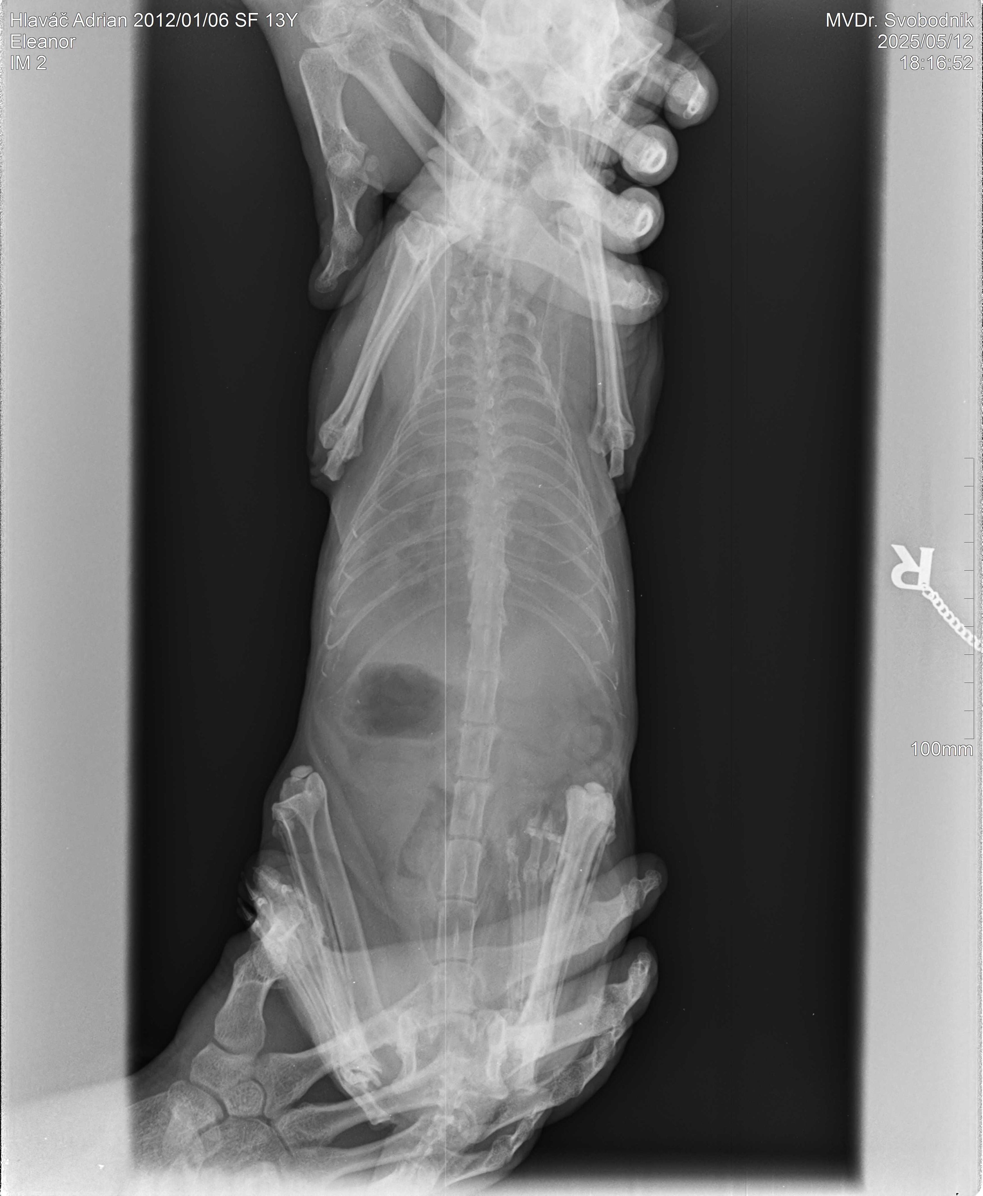 ERIKA veterinární klinika - MVDr. Pavel Hron foto 3