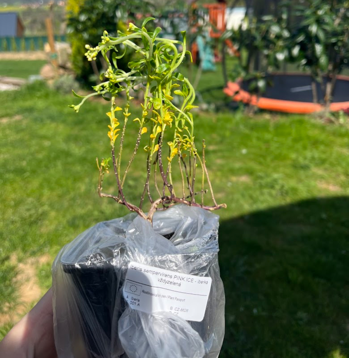 Zahradnictví Lukon Glads foto 2