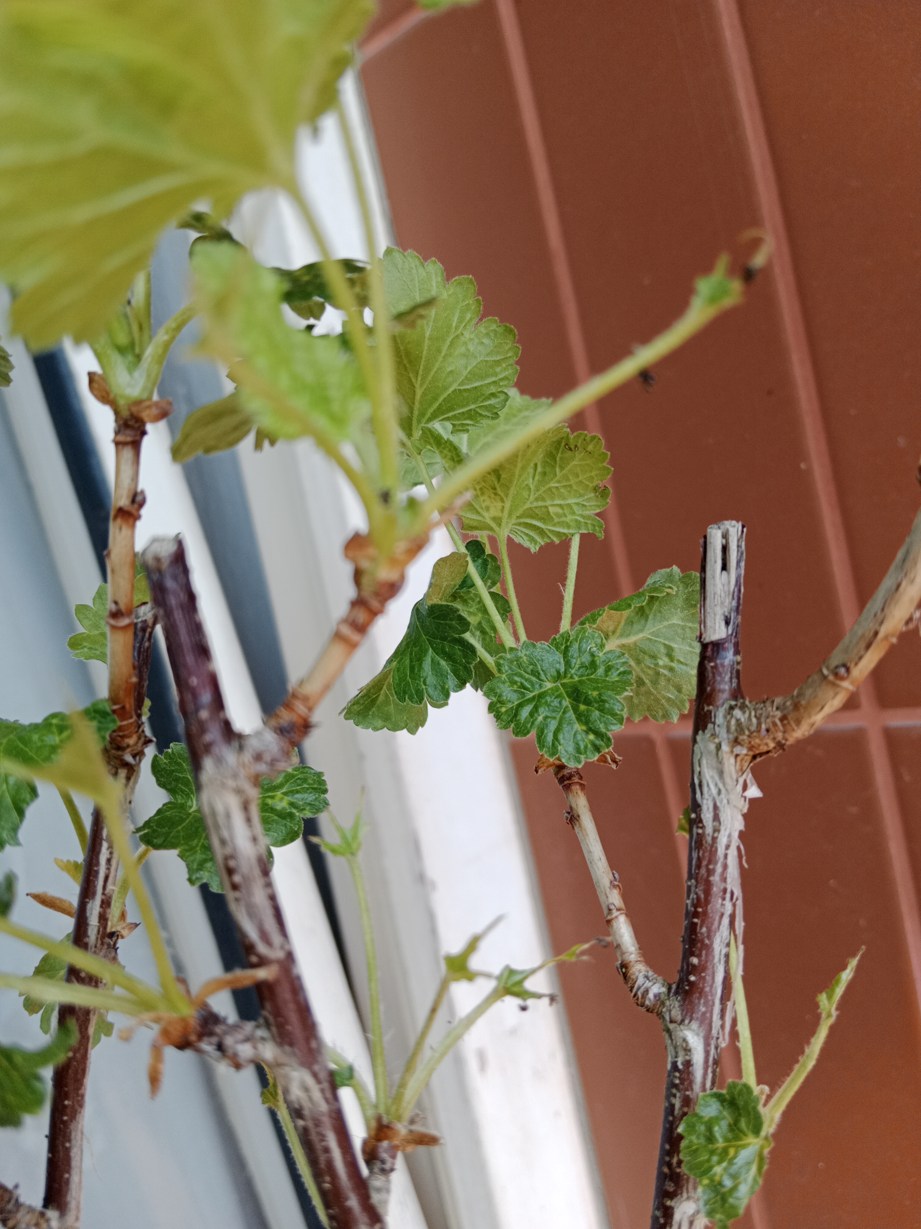 Zahradní centrum Školky Montano foto 5