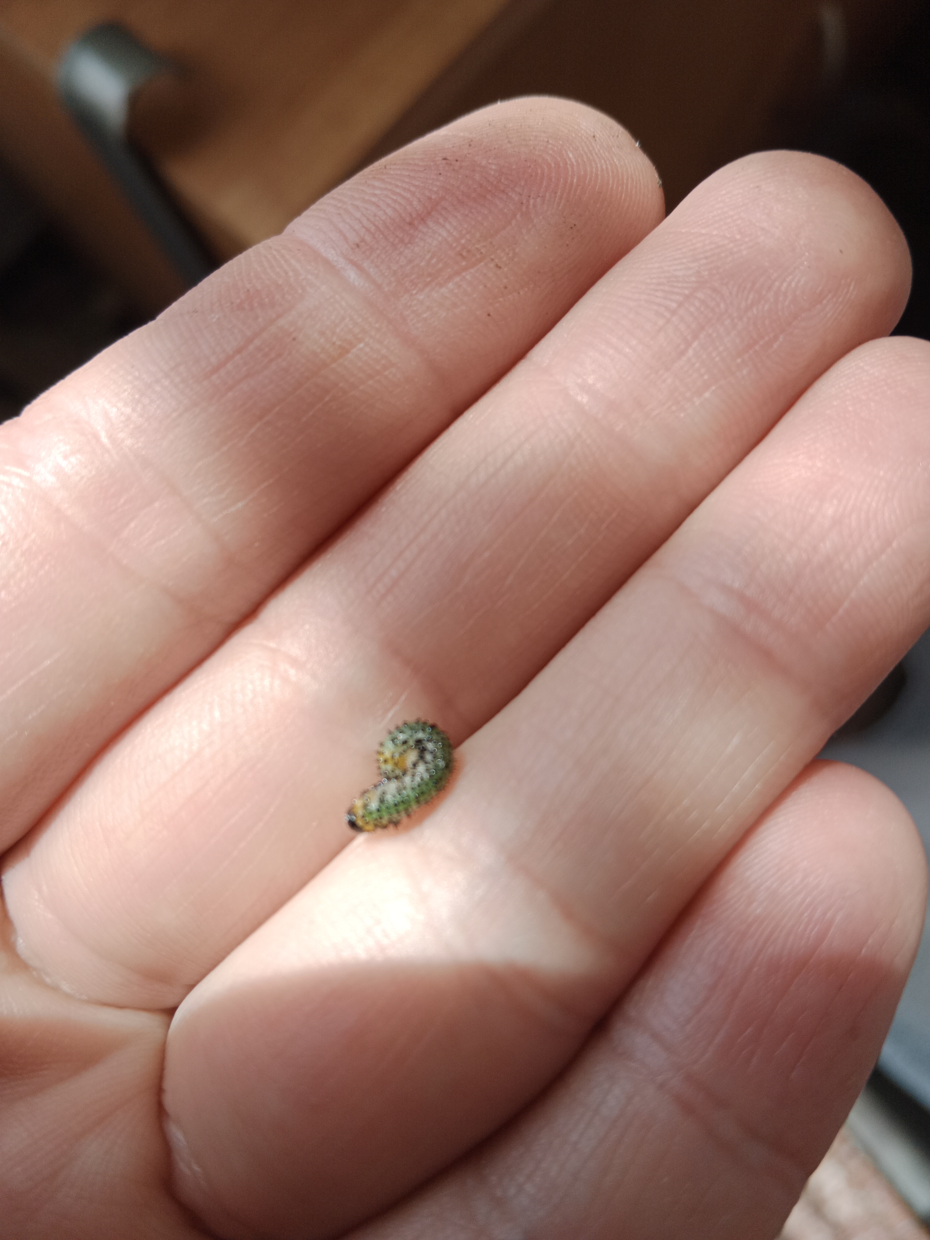 Zahradní centrum Školky Montano foto 3