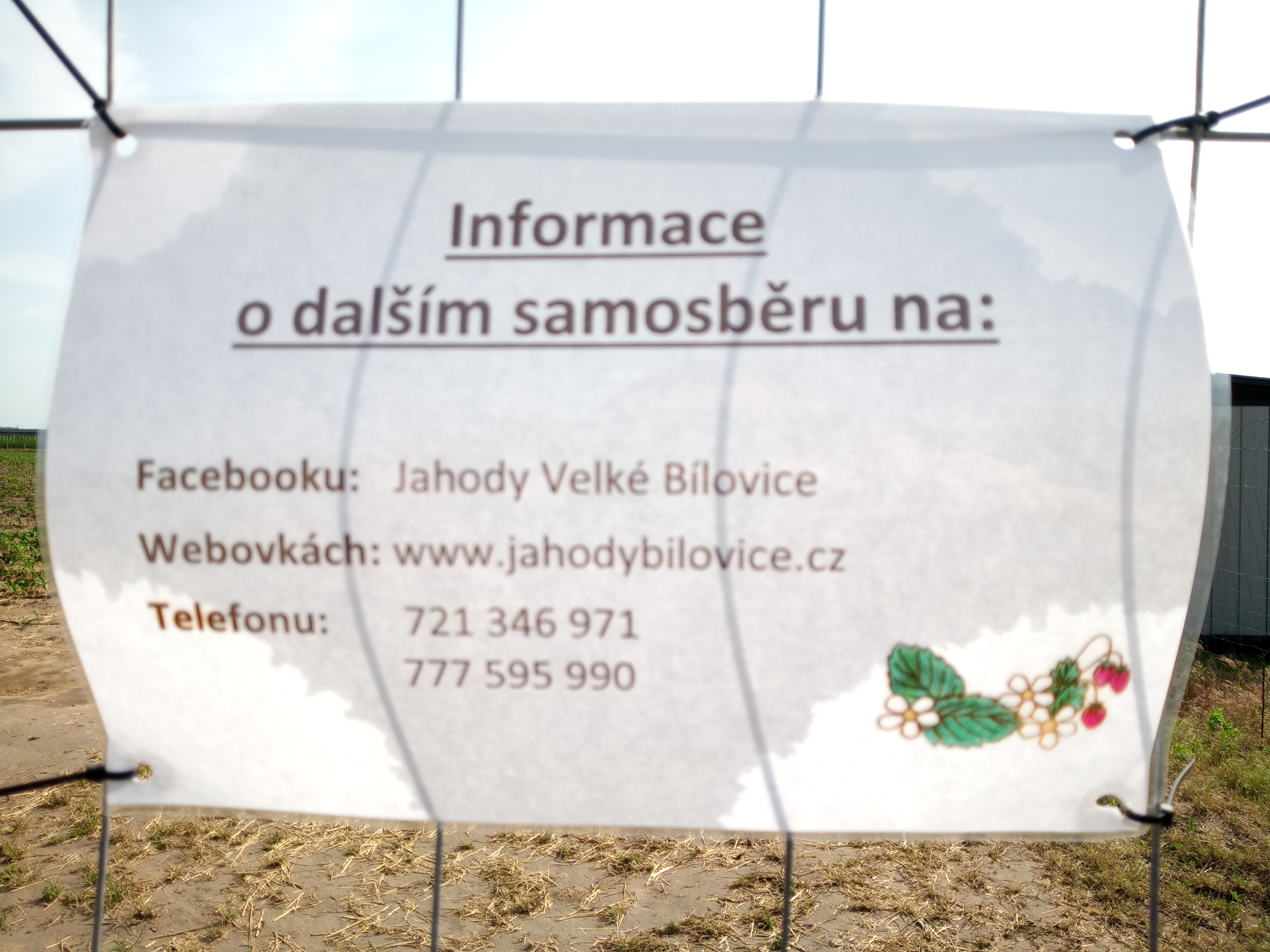 Jahody Velké Bílovice foto 3