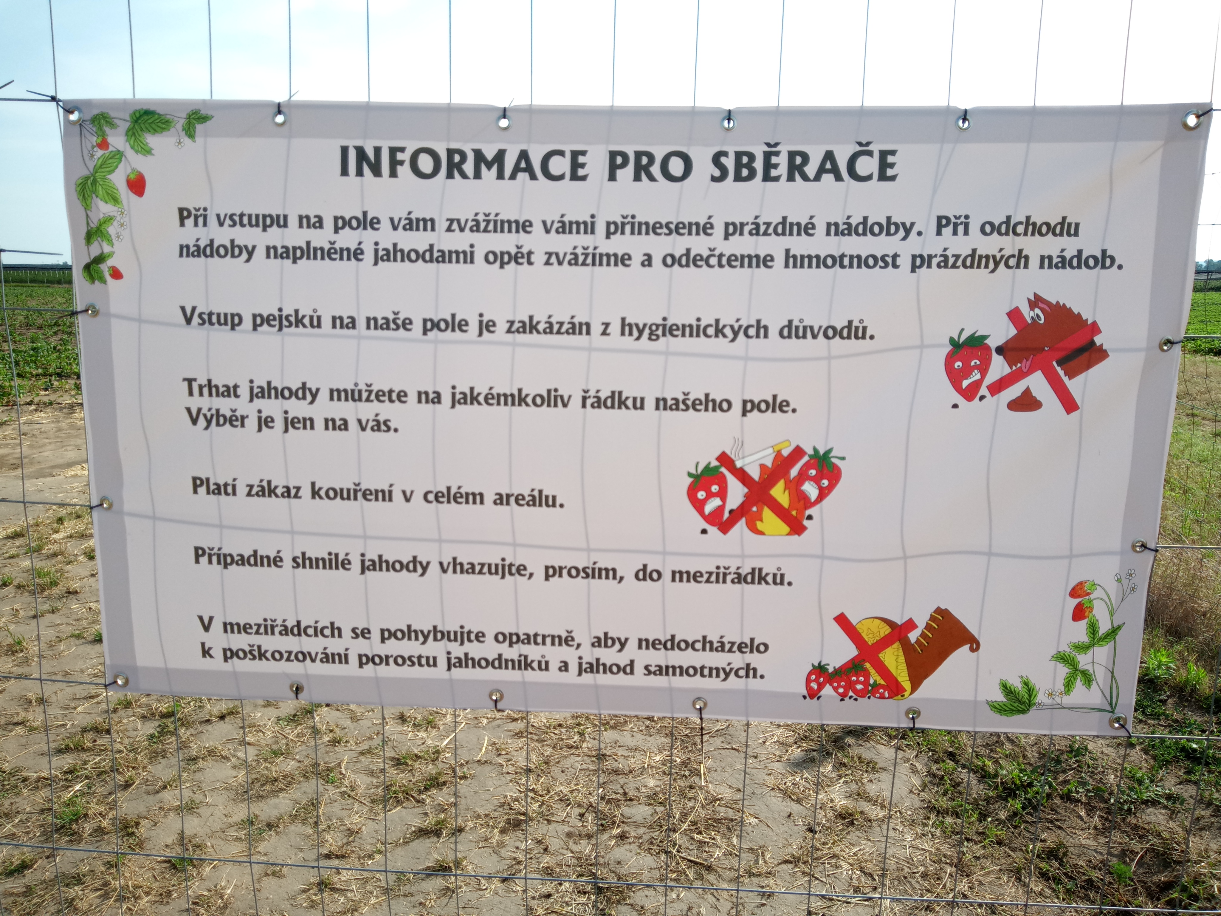 Jahody Velké Bílovice foto 6