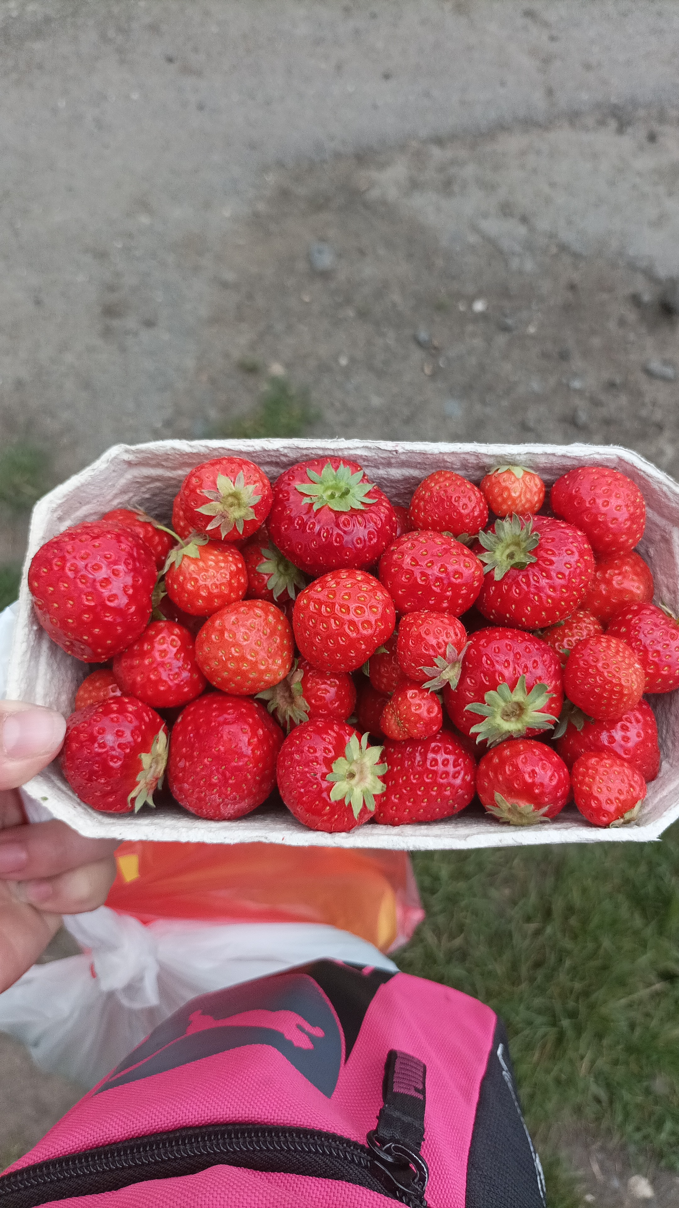 Ovocnářství Ploskovice - farma Petráskovi foto 4