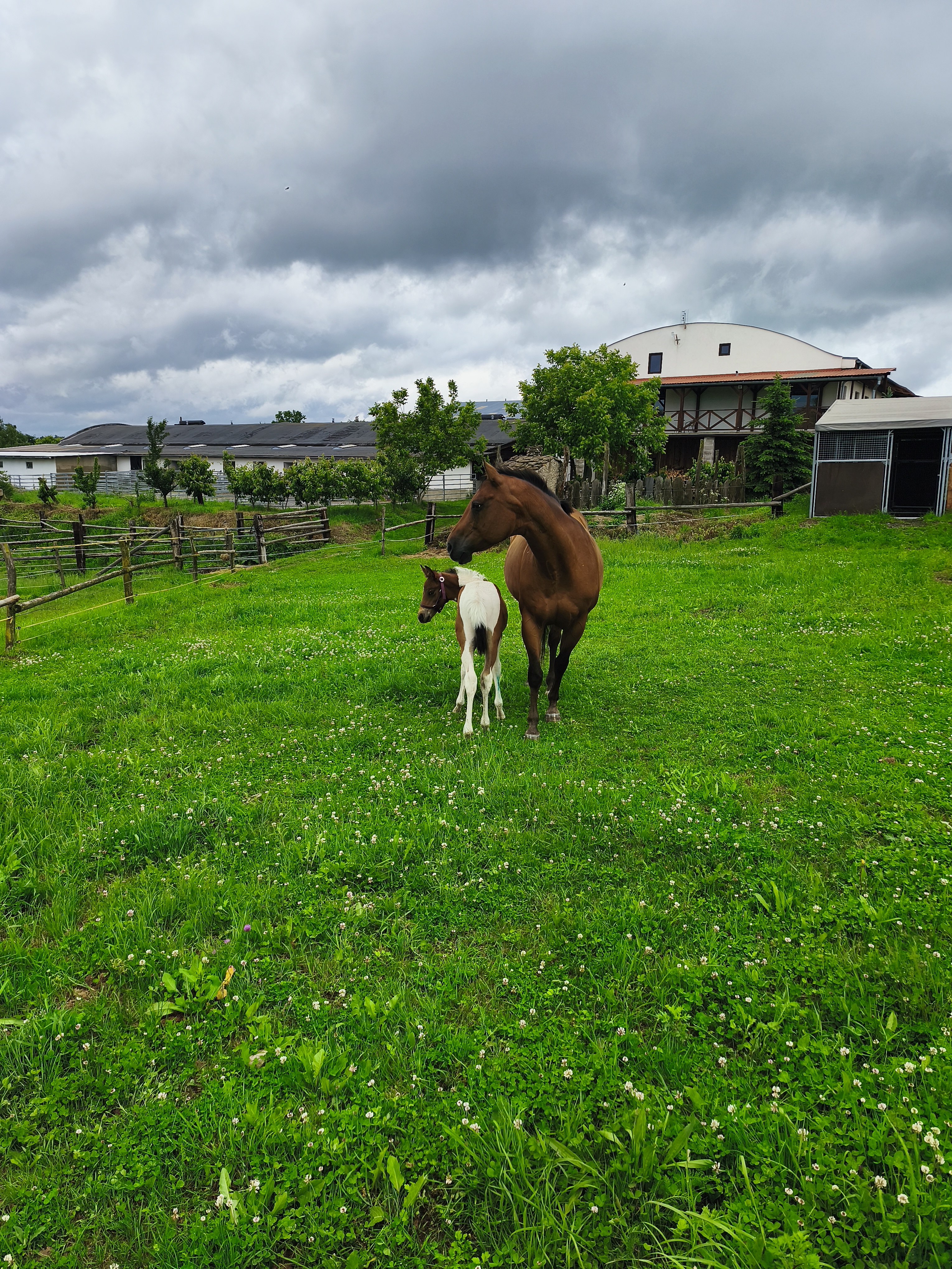 Q Ranch foto 5