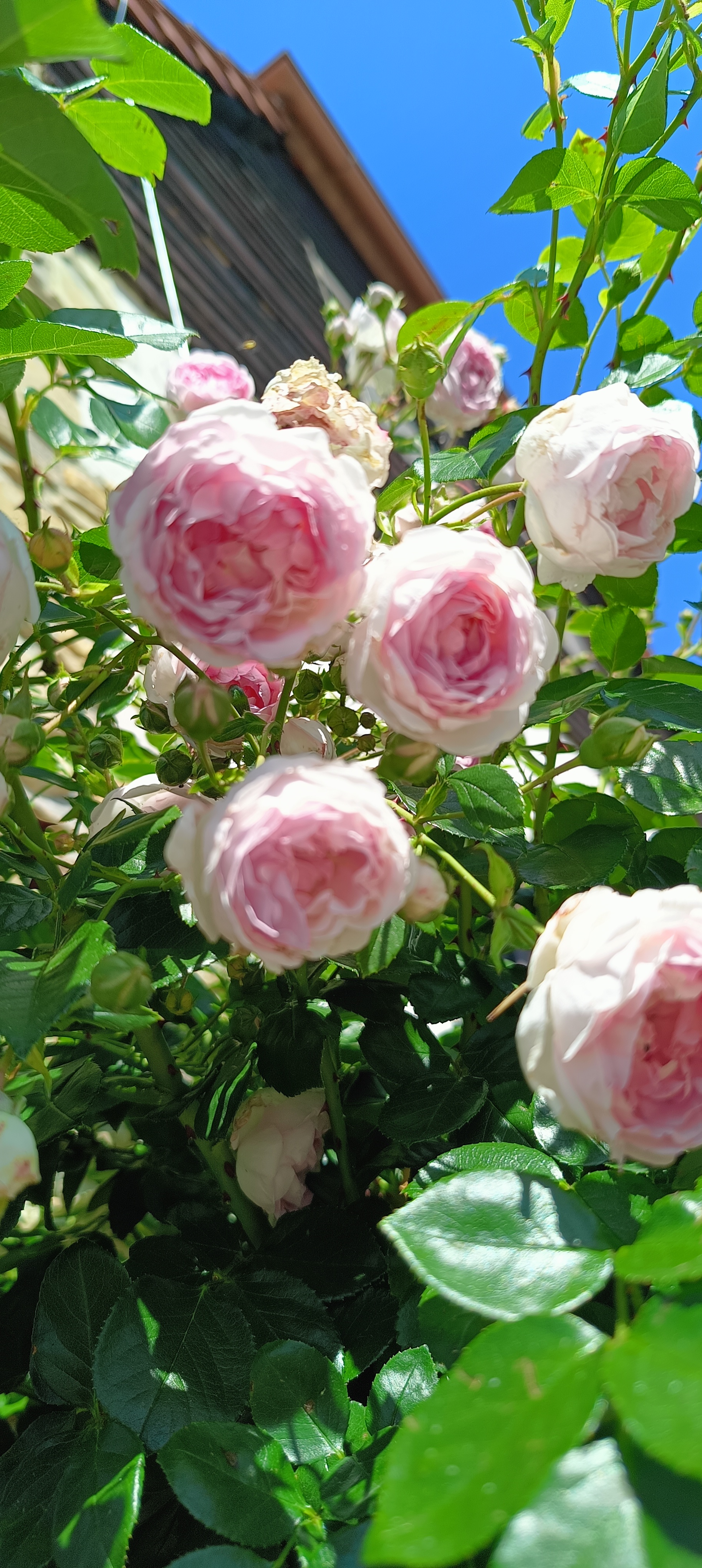 Rosarium foto 3