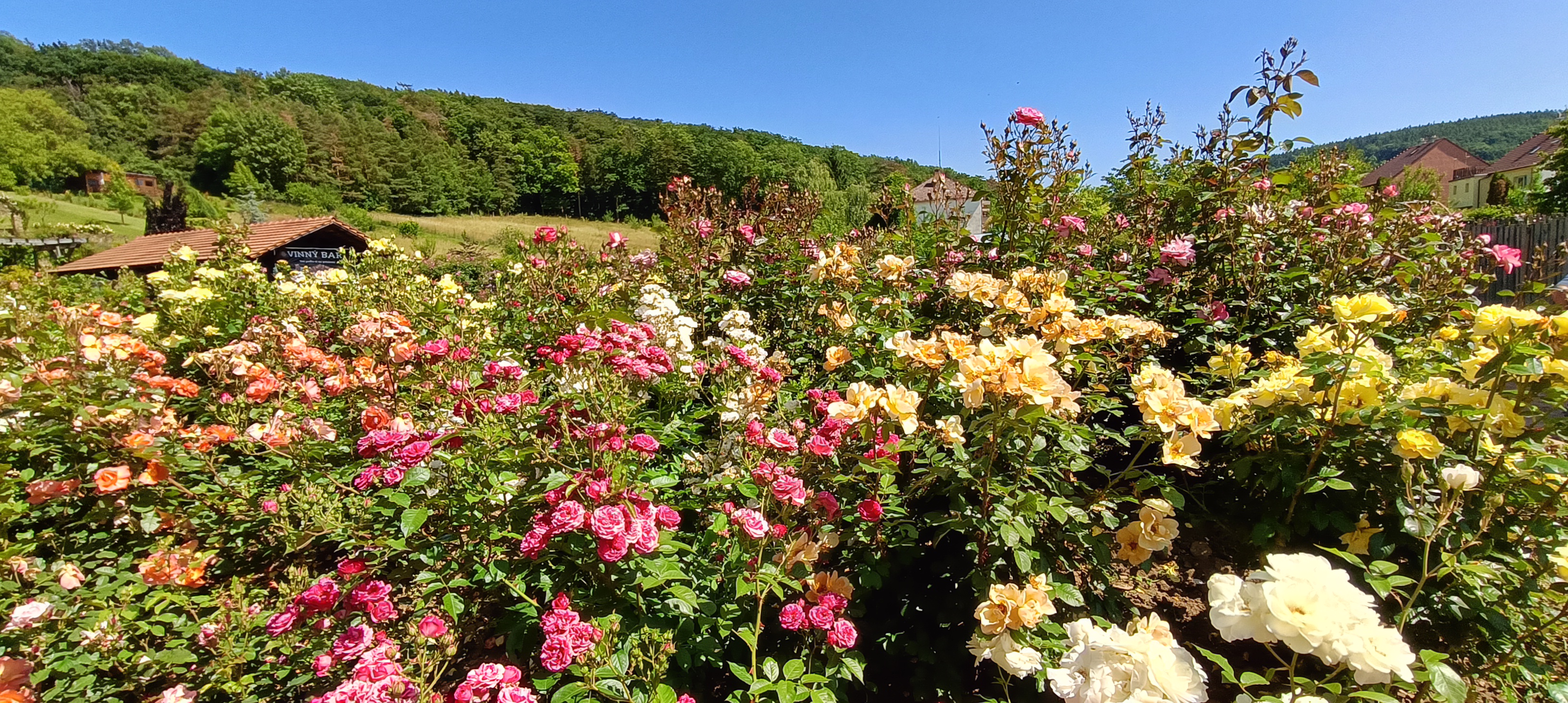 Rosarium foto 1