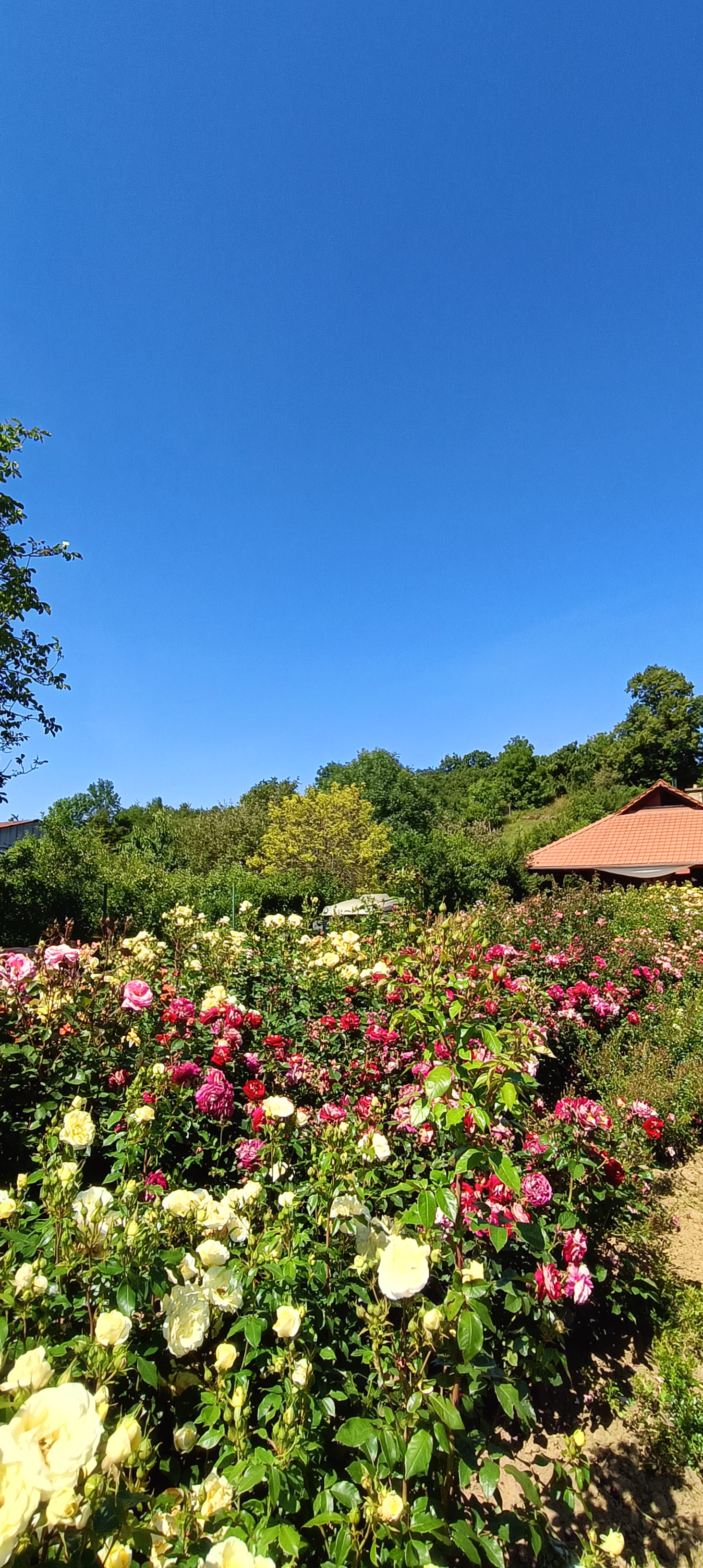Rosarium foto 2