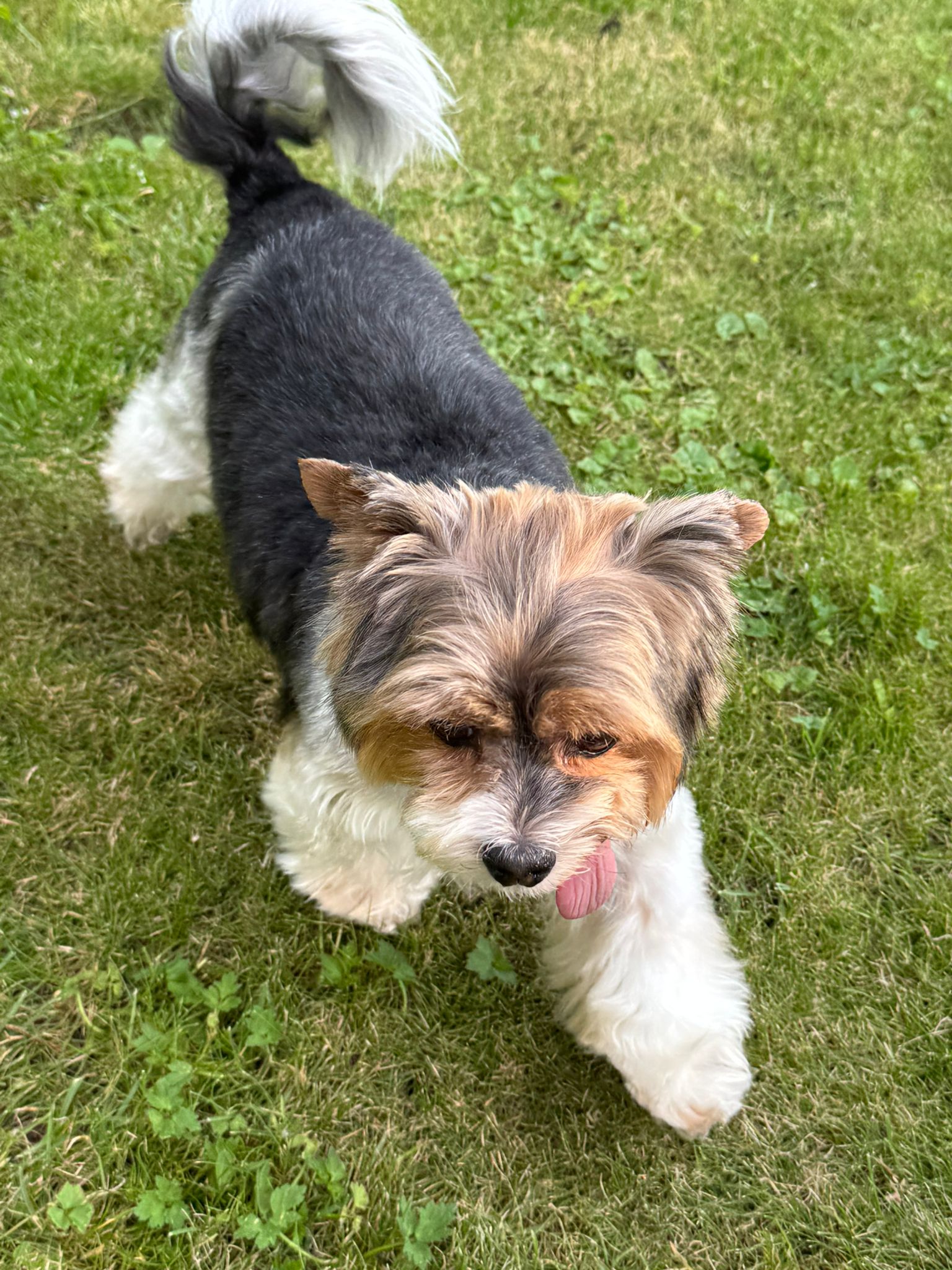 Psí salon JanSen foto 6