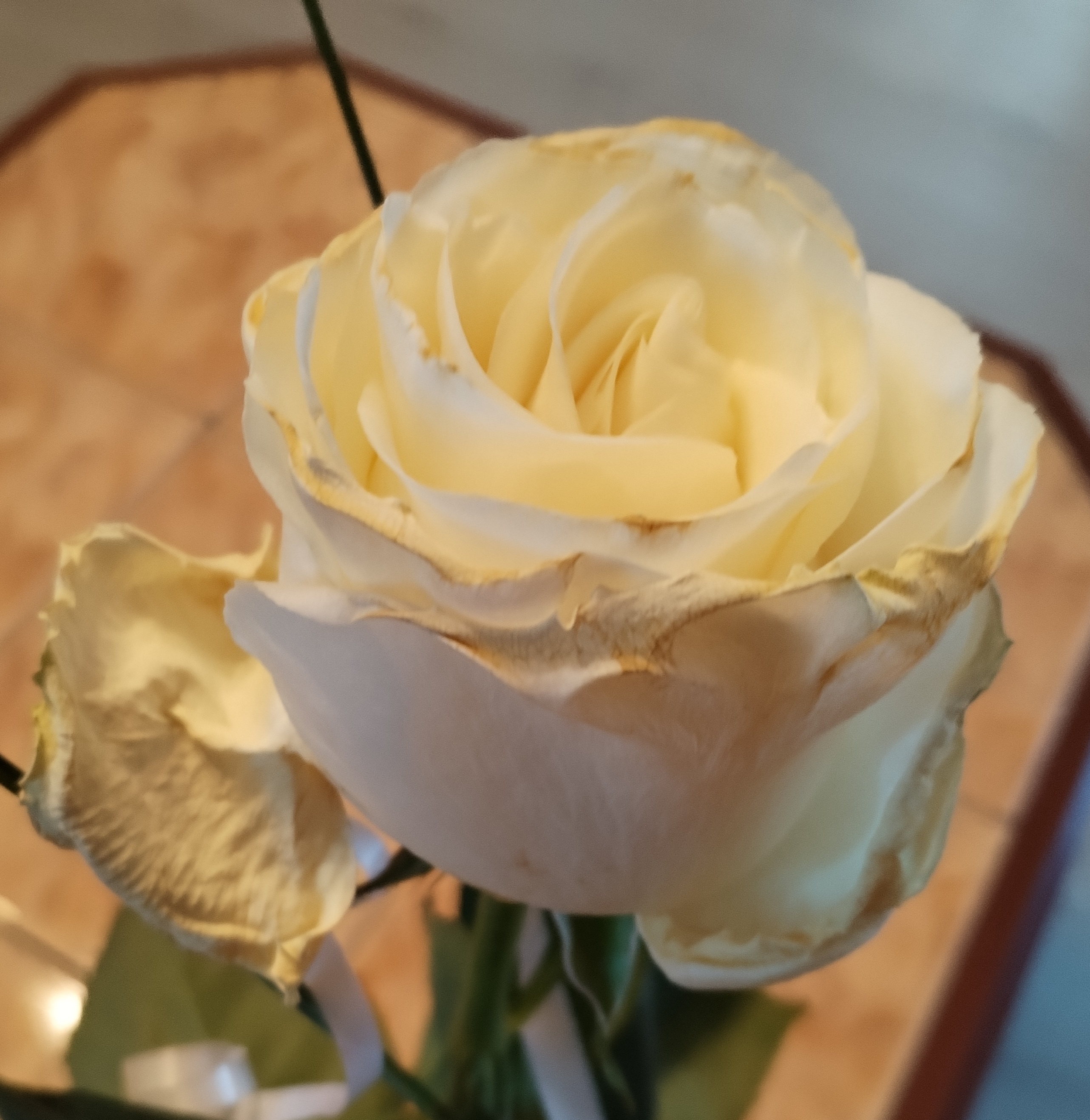 Flamengo květiny foto 4