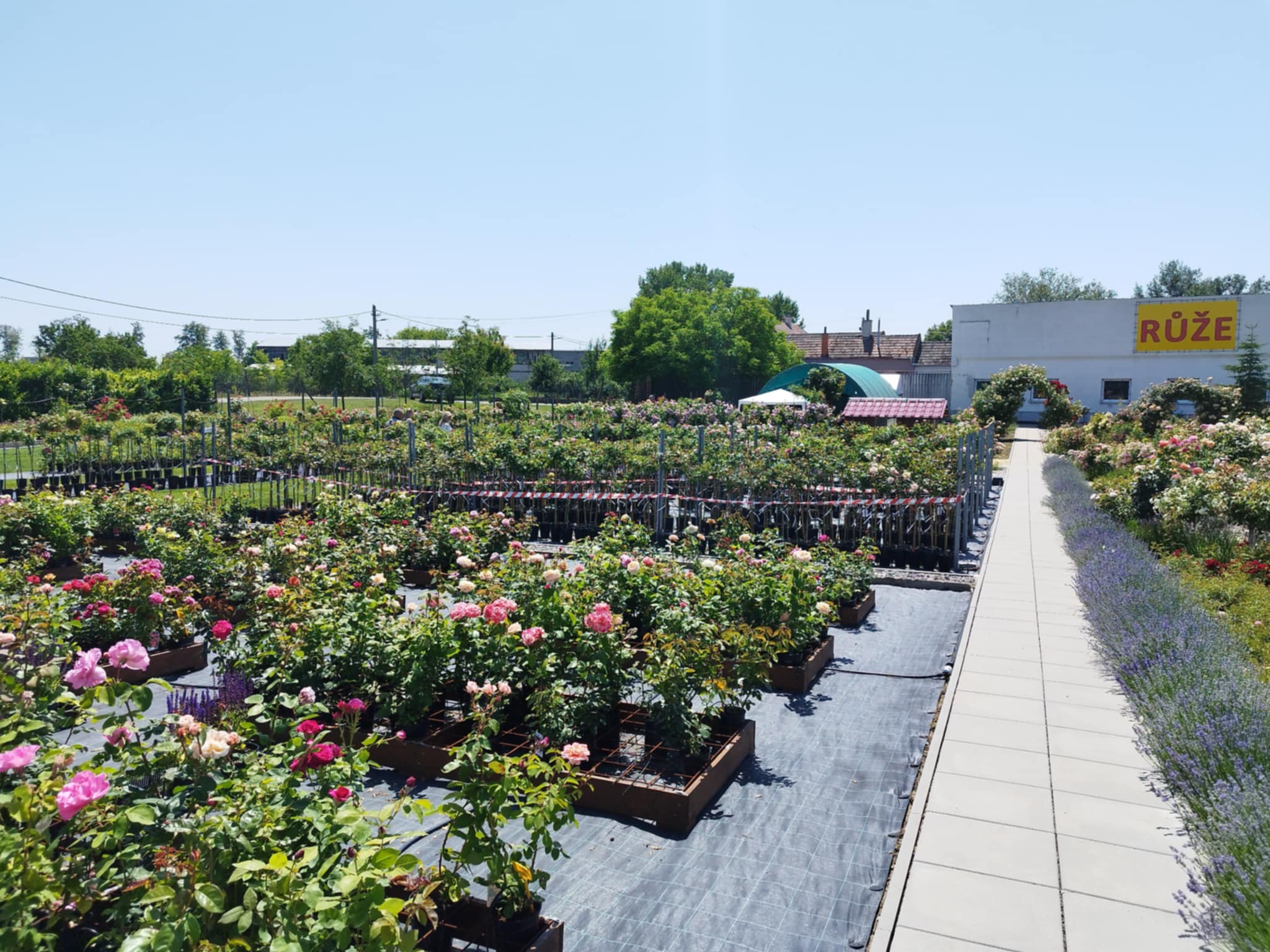 Ovocné sady a okrasné školky Čejč foto 3