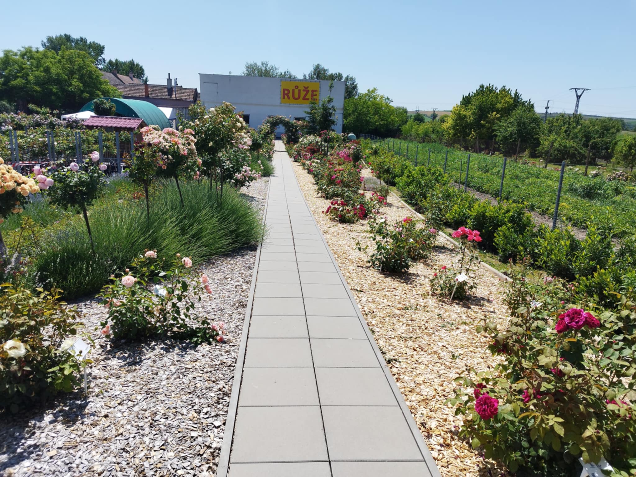 Ovocné sady a okrasné školky Čejč foto 2