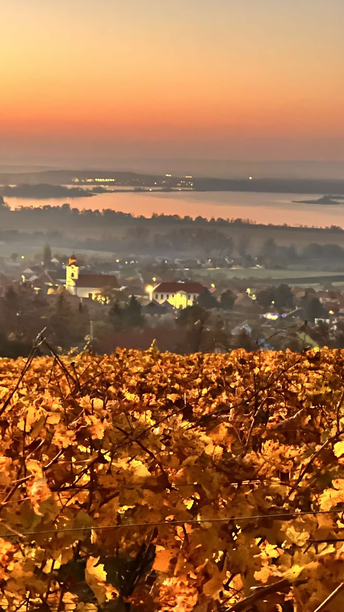 Moravčíkova vína, s.r.o. foto 1
