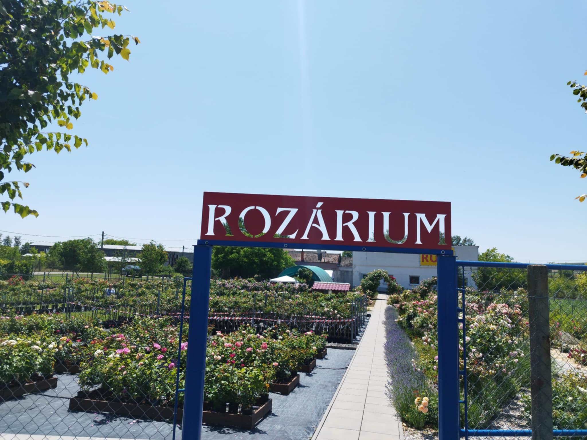 Ovocné sady a okrasné školky Čejč foto 5