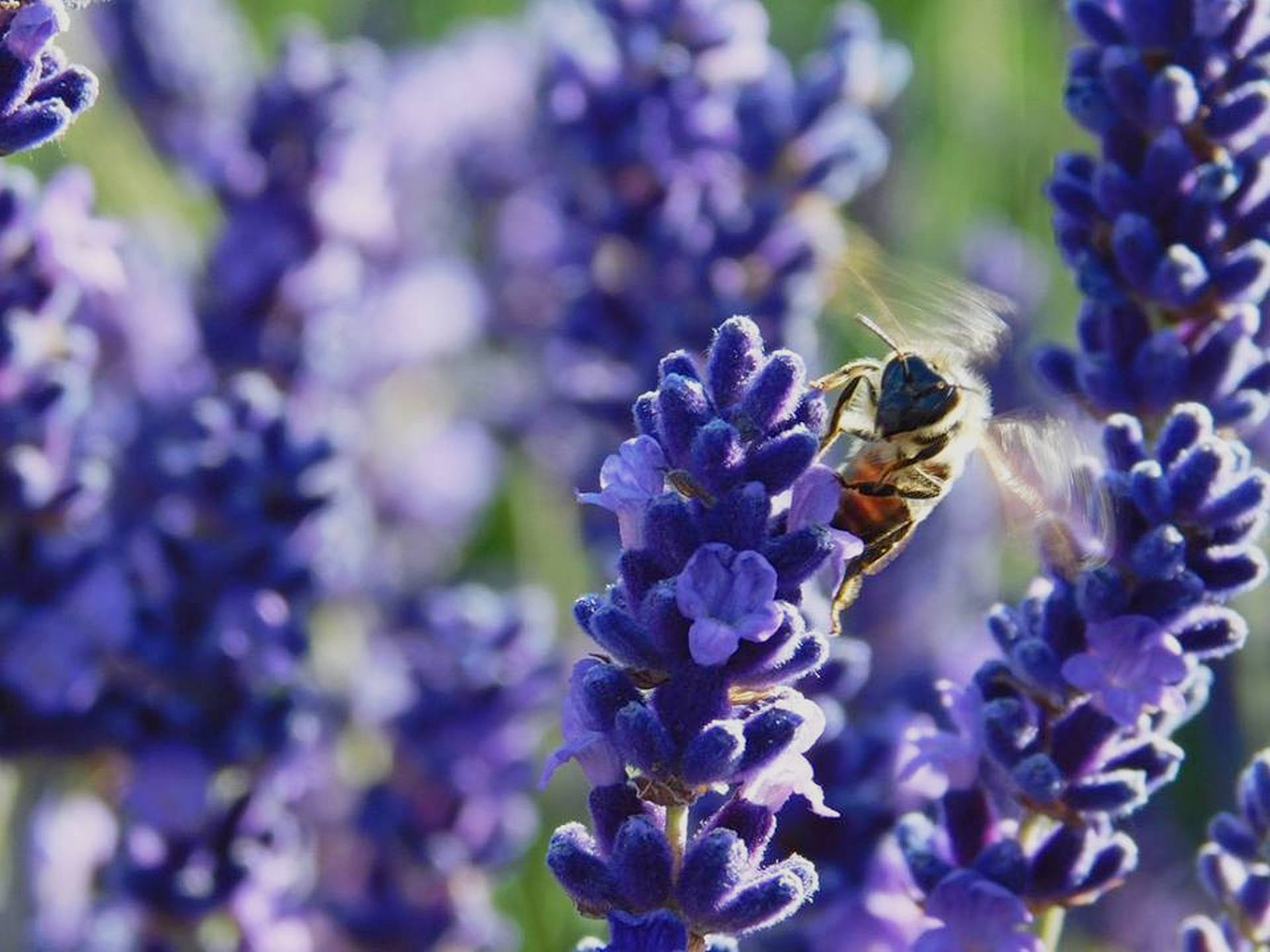 Policie ČR - Místní oddělení Jarov foto 4