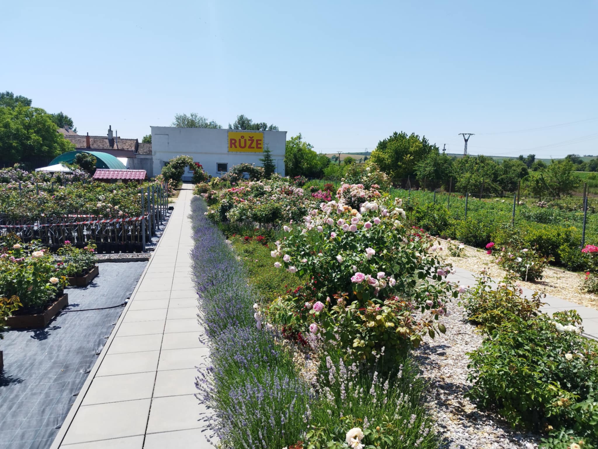 Ovocné sady a okrasné školky Čejč foto 4