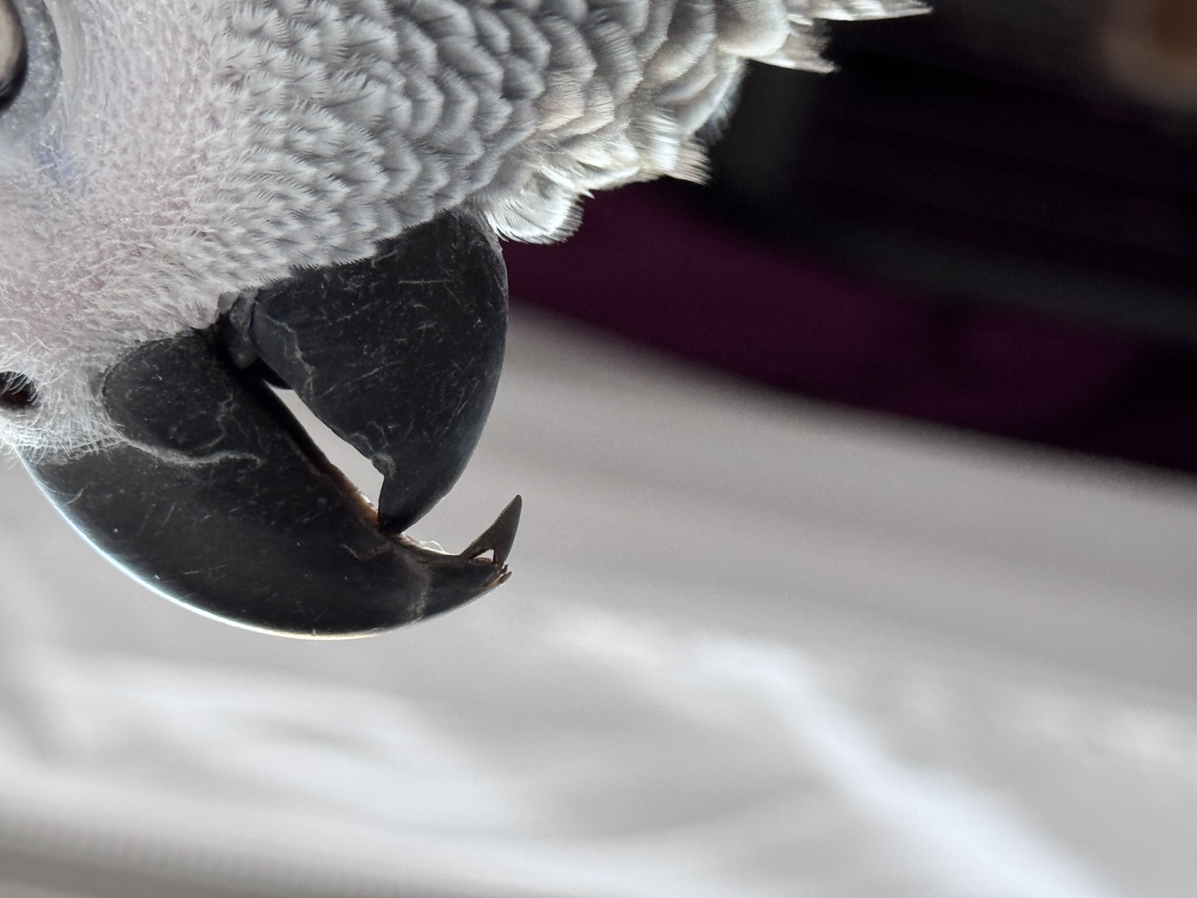 Avianmed foto 2