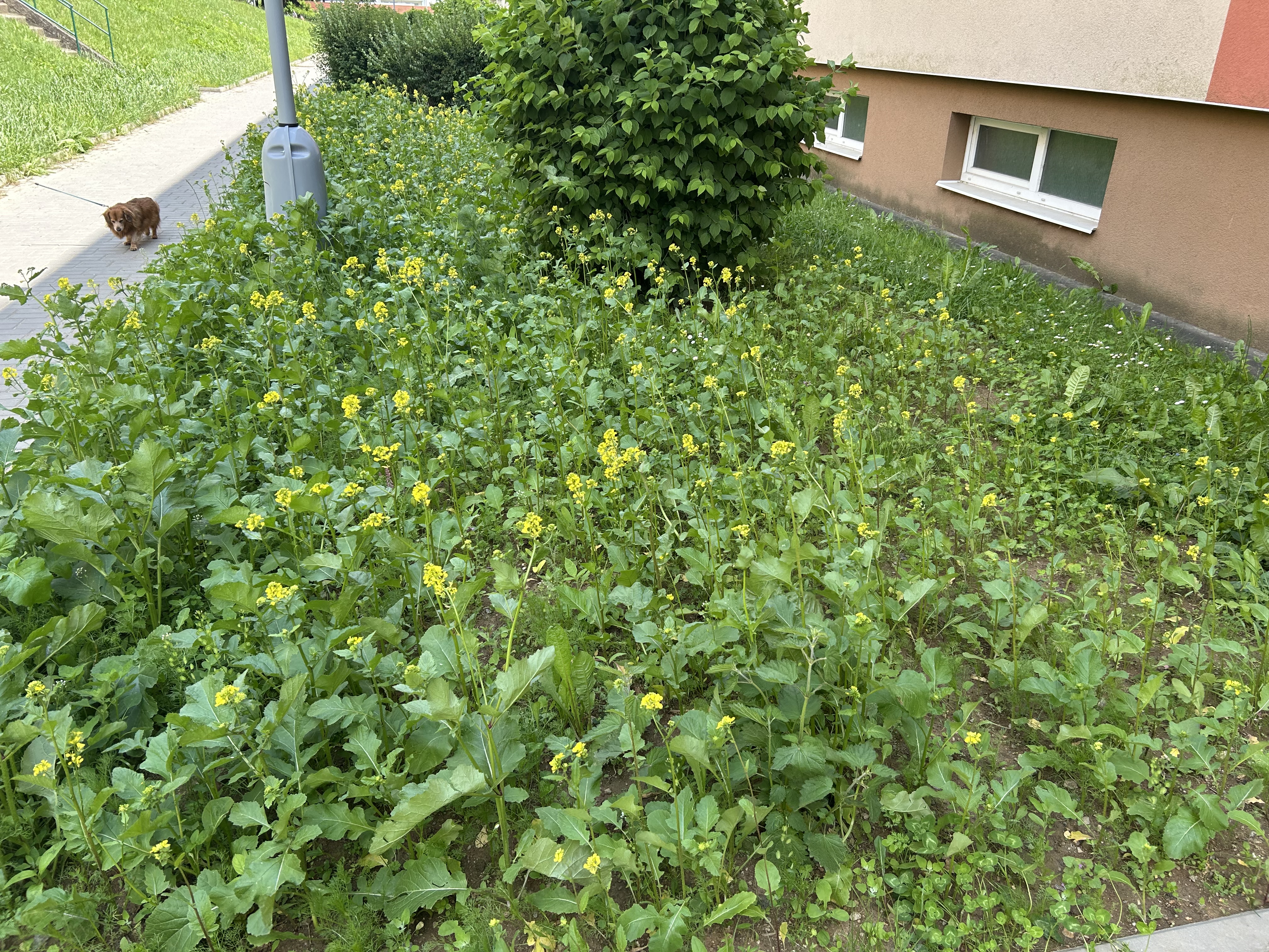 TBS Světlá nad Sázavou foto 4
