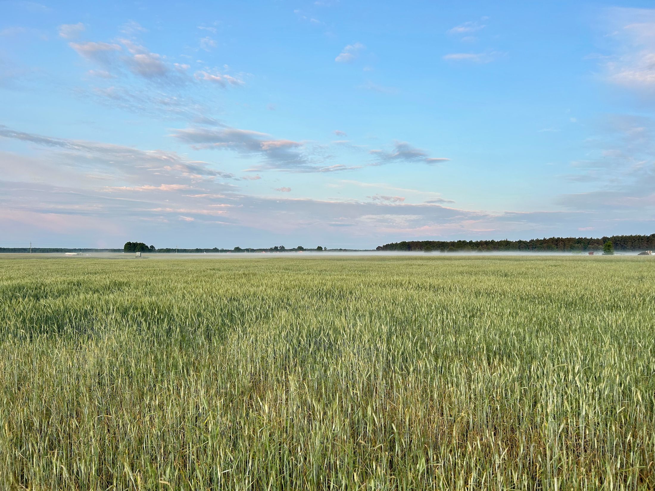 Immisja działalności rolniczej