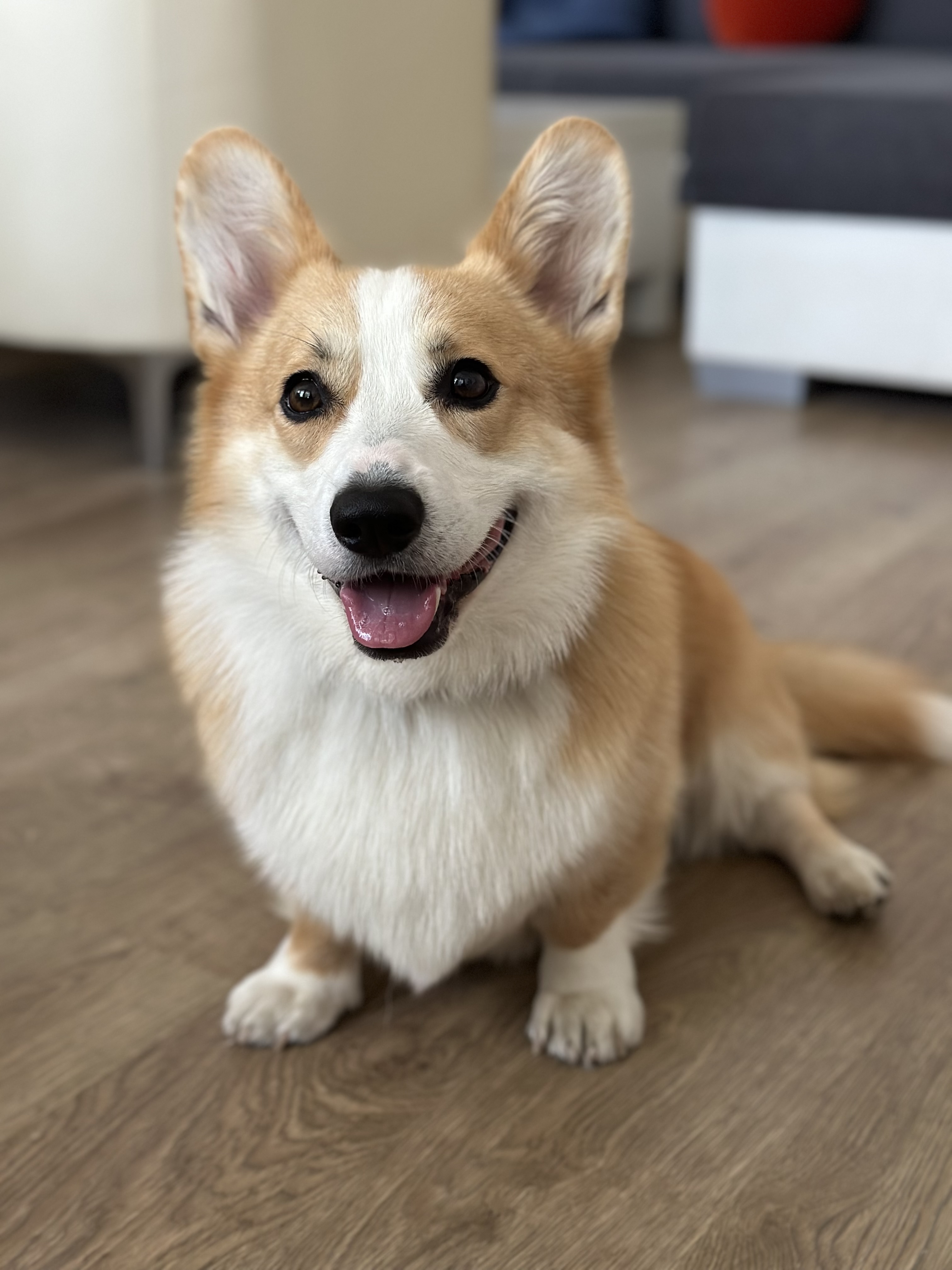 Marta Skálová - Výcvik psů foto 4