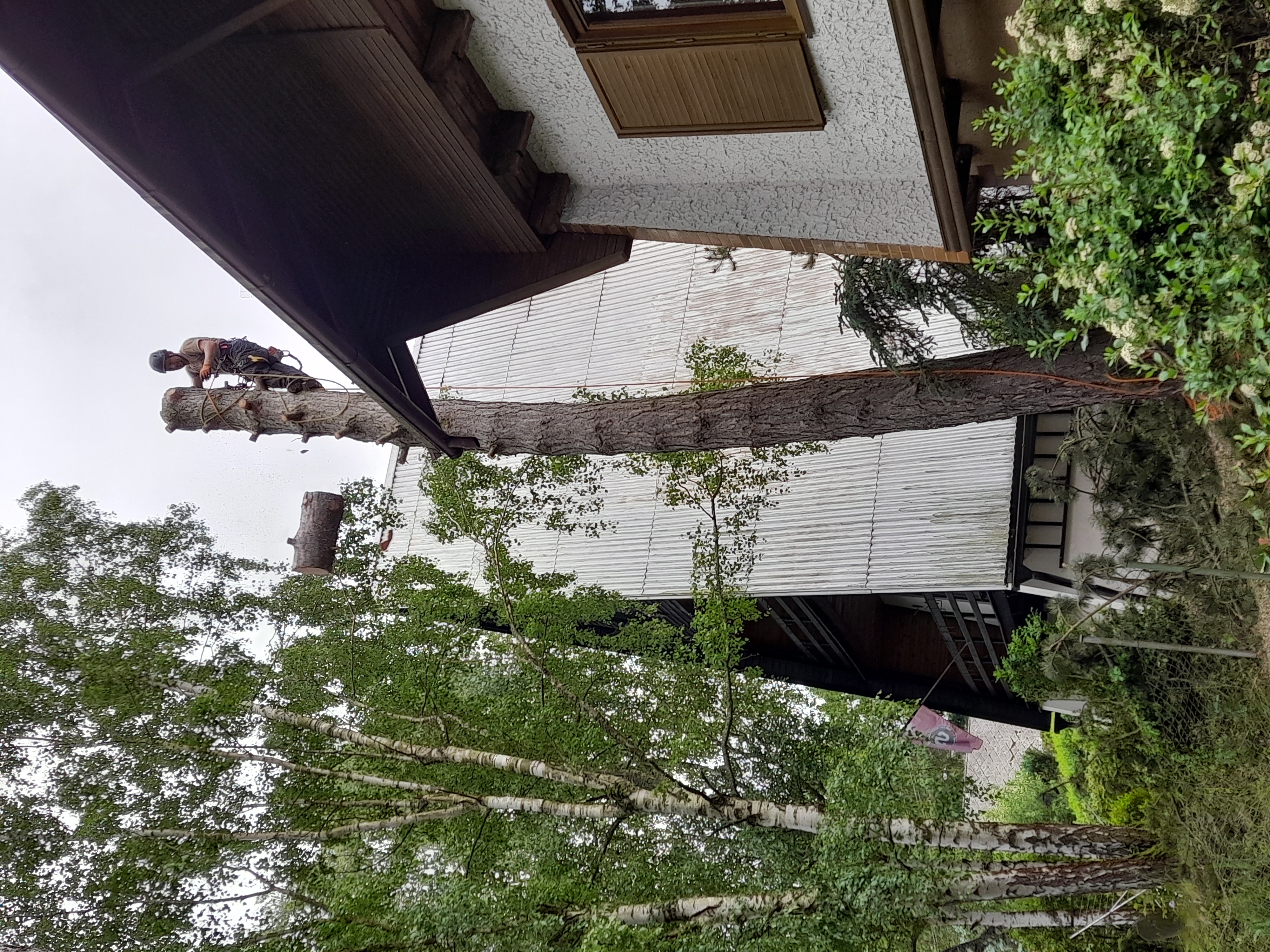 Rizikové kácení a údržba zahrad Michal Bauer foto 6