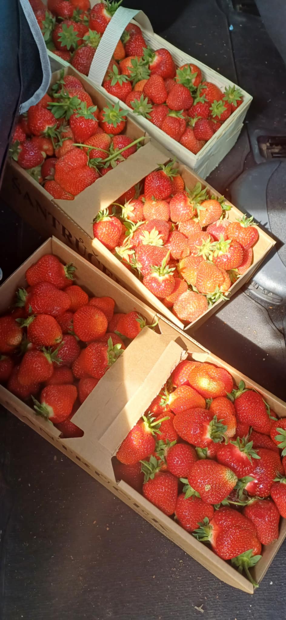 Prodej ovoce a zeleniny - L.Šantrůček foto 2