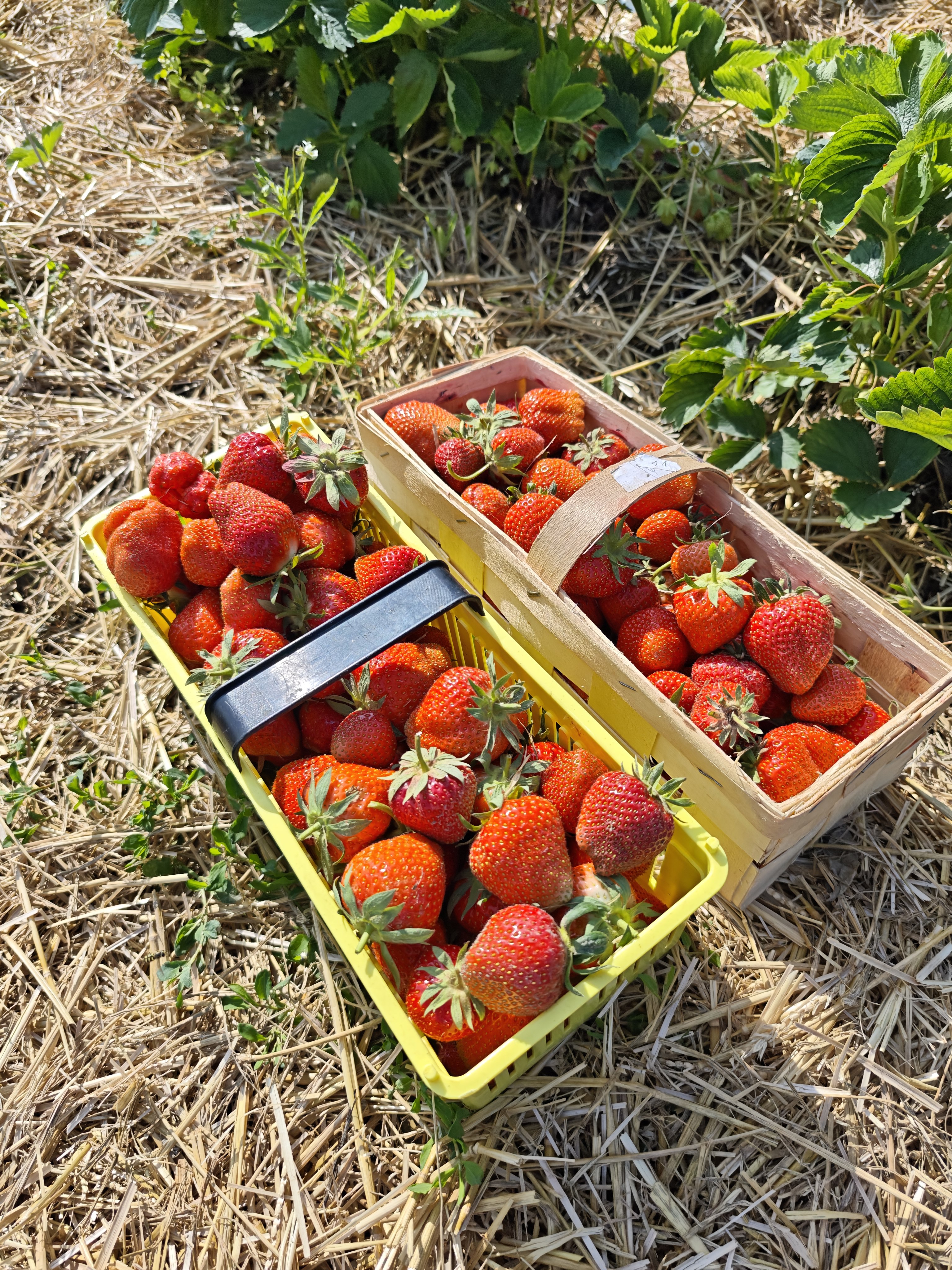Jahodárna Skrbeň - SOLAGRO, s.r.o. foto 2