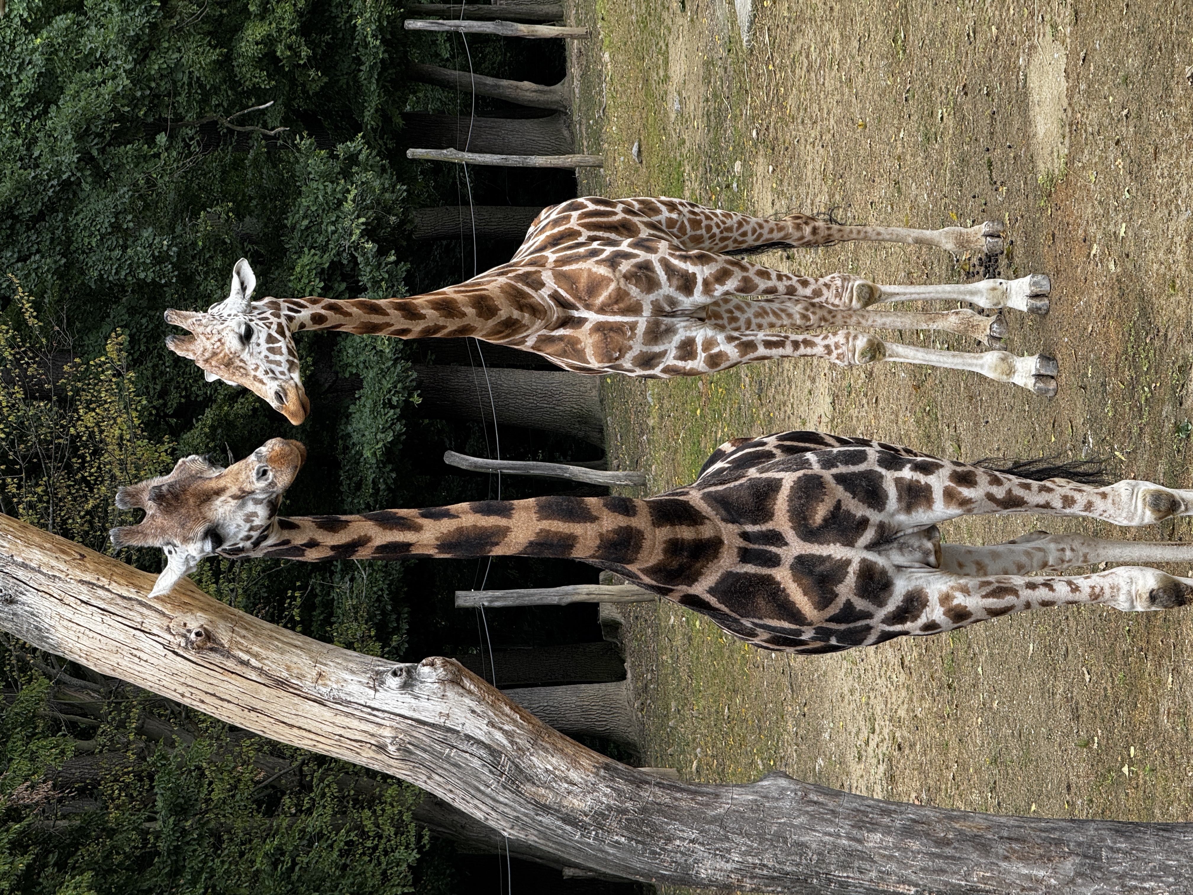 Zoo a zámek Zlín - Lešná foto 5