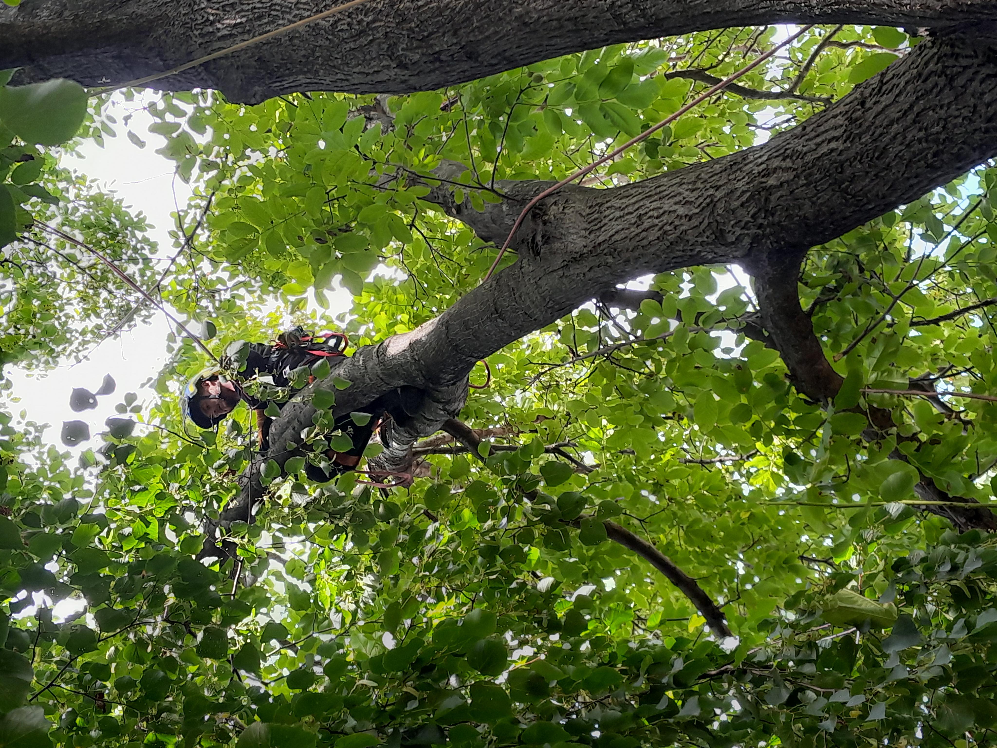Tomáš Kopřiva - Arboristika a rizikové kácení foto 4