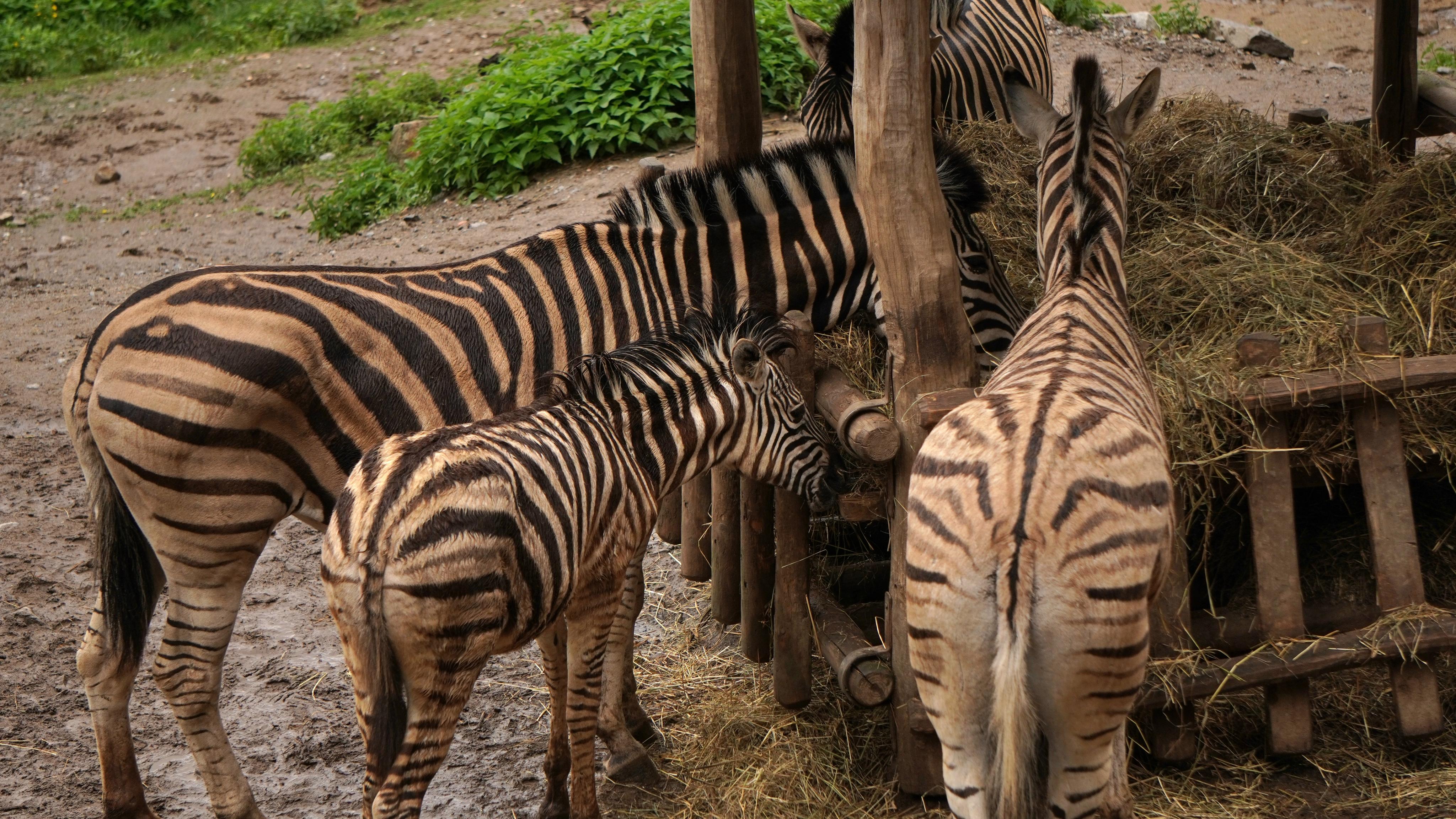 Zoo Jihlava foto 6