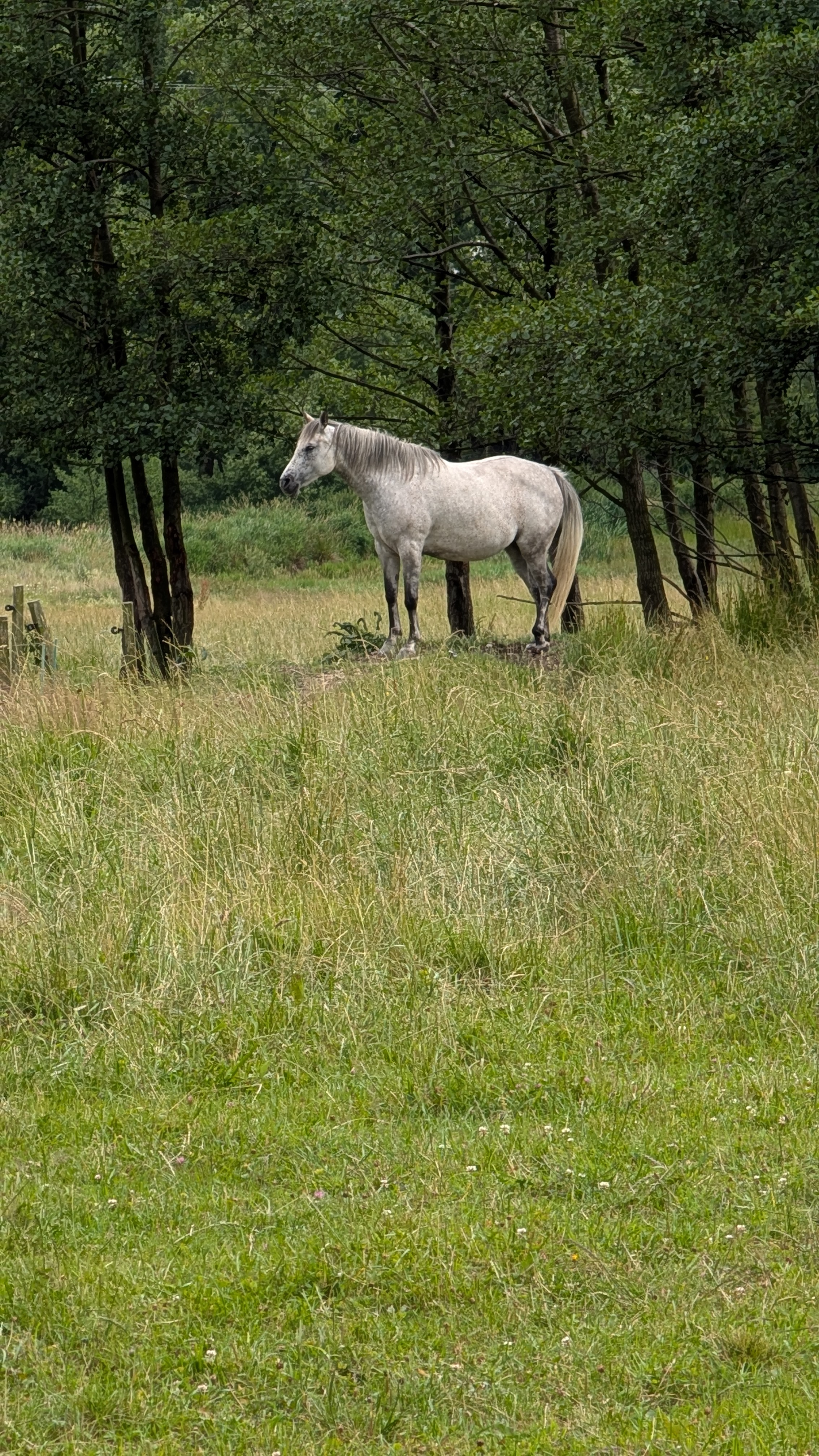 Zoopark Holčovice foto 4