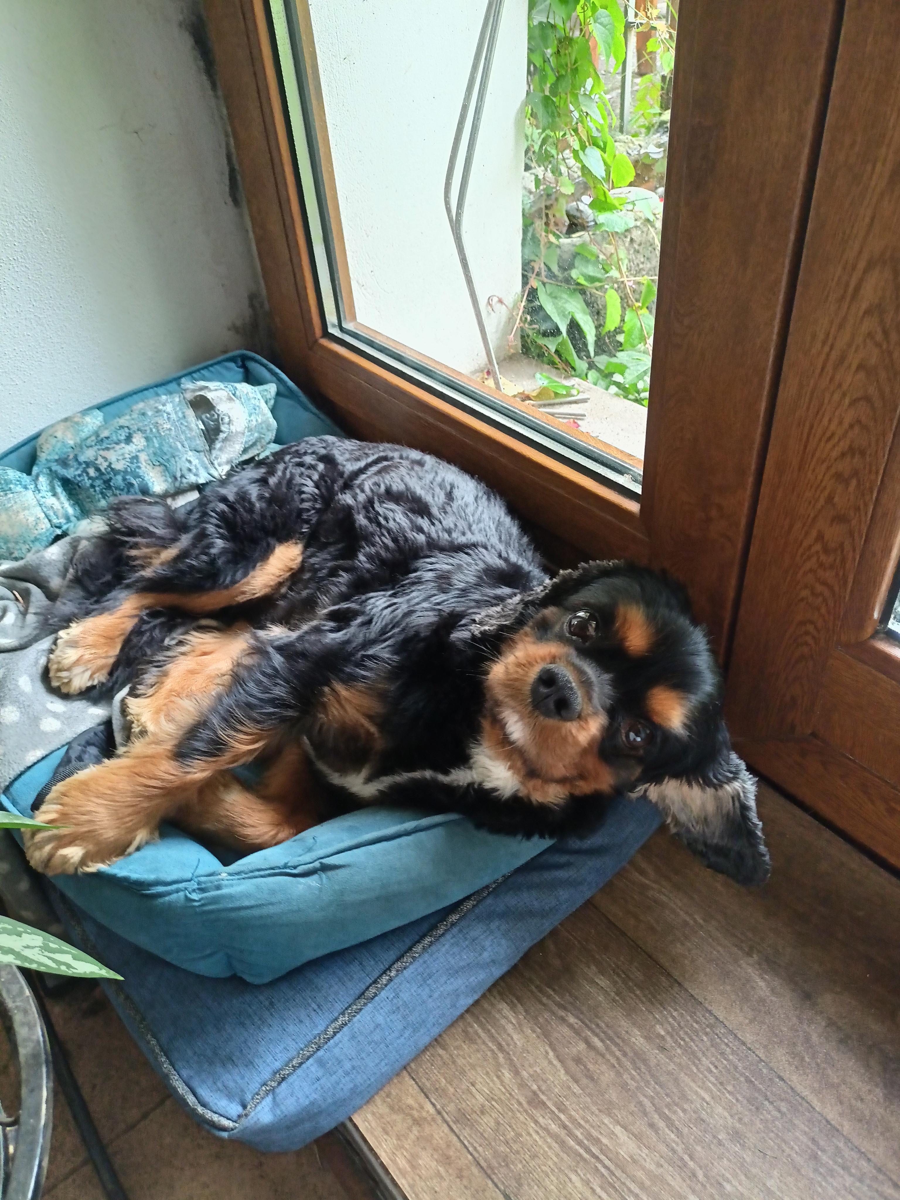 Psí salón Teta s nůžkama foto 2