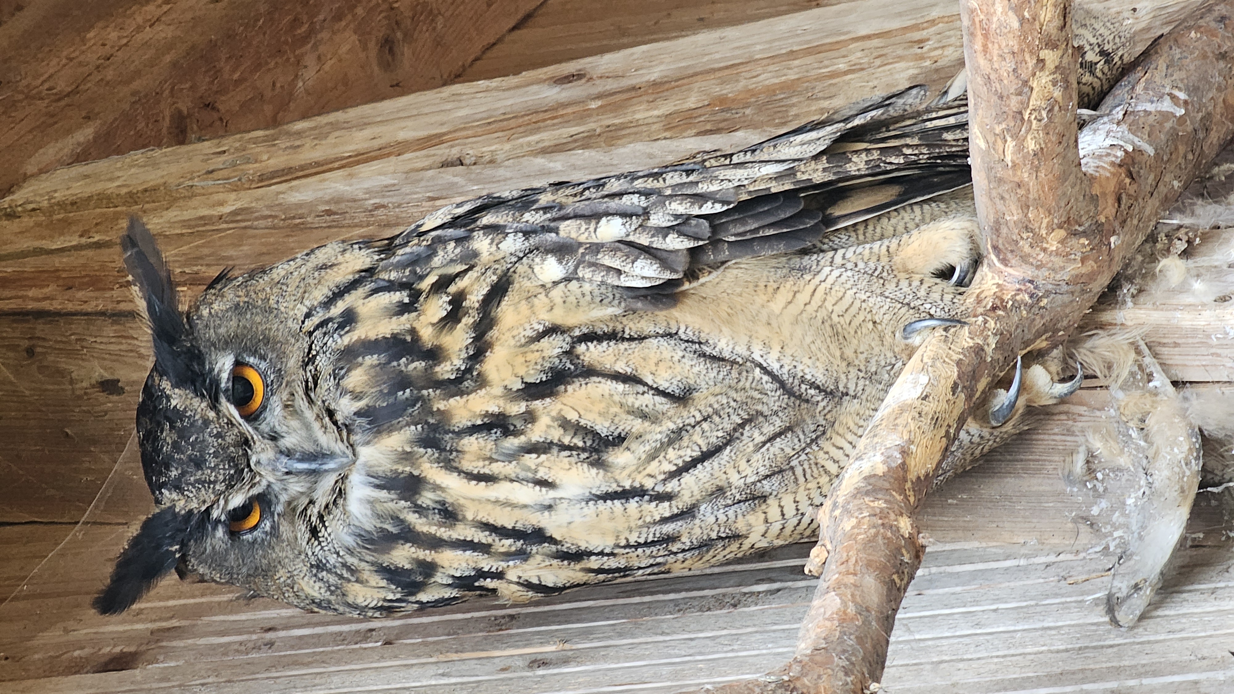 Minizoo při Centru ochrany fauny ČR foto 5