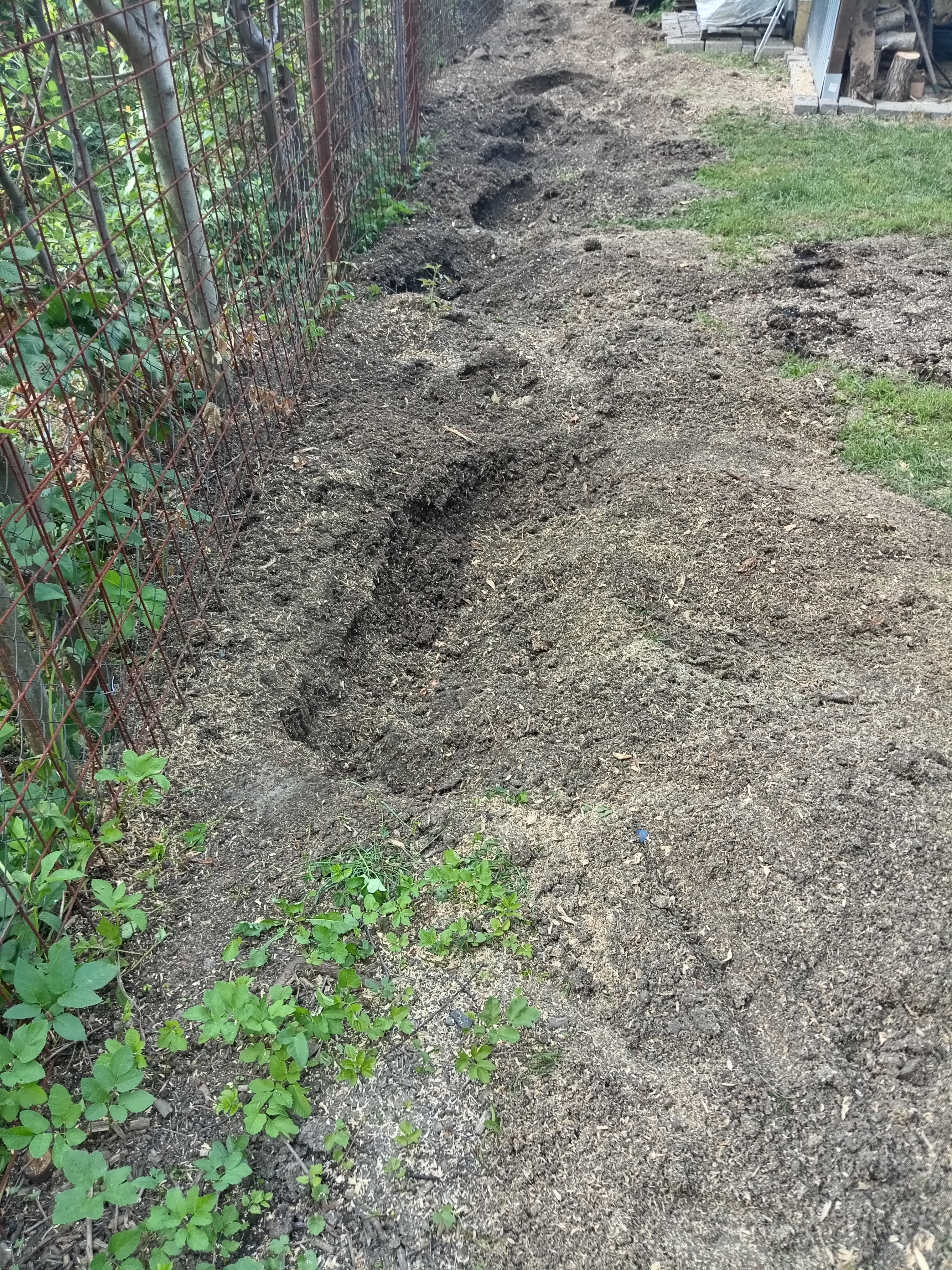 Rizikové kácení stromů - Aleš Kolda foto 2