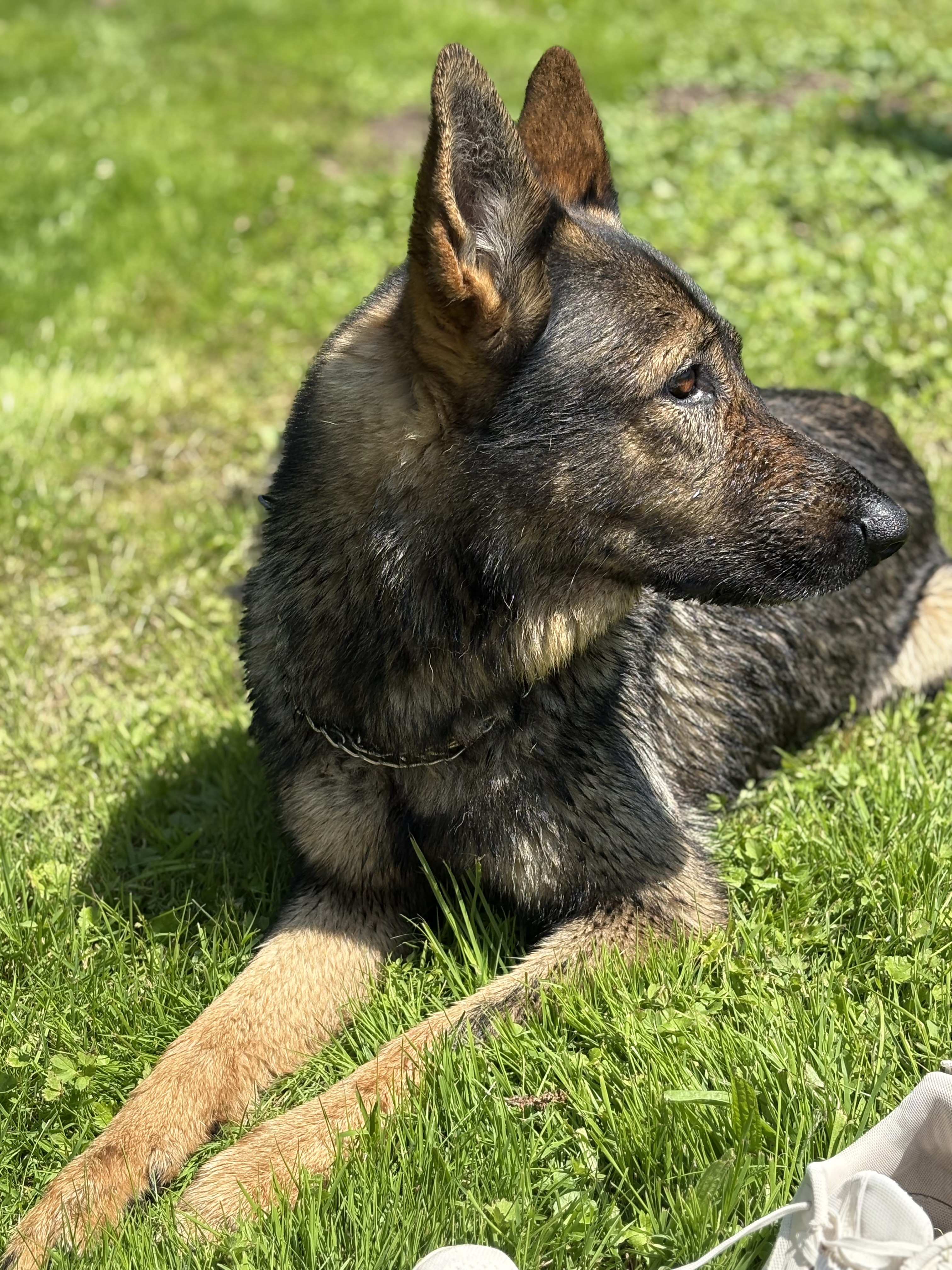 Veterinární ordinace Tobolka foto 1