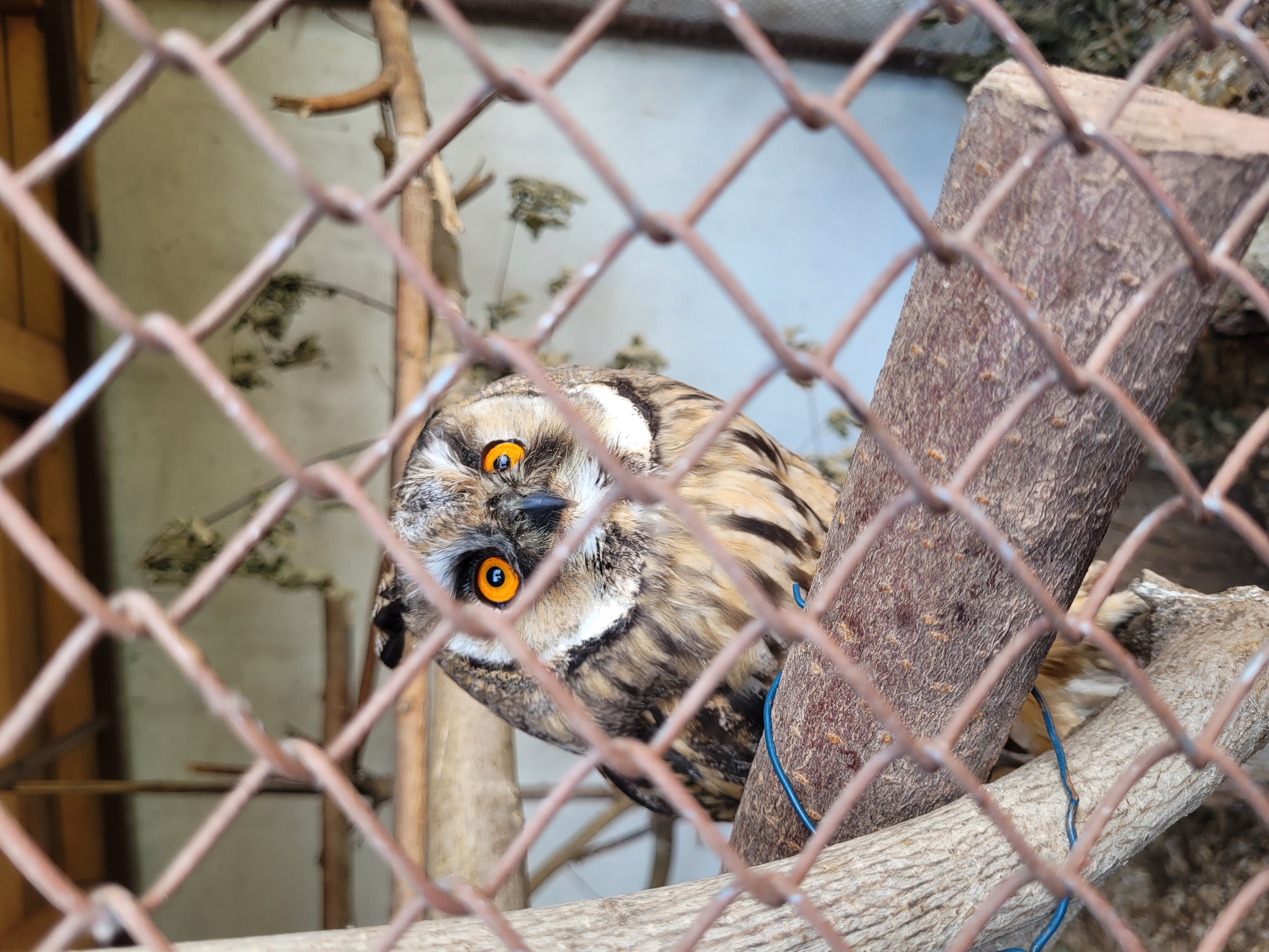 Záchranná stanice pro handicapované živočichy foto 2