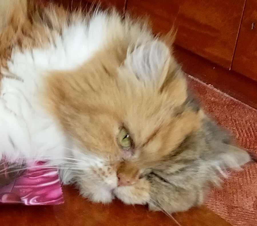 MVDr. Karel Galuszka foto 4