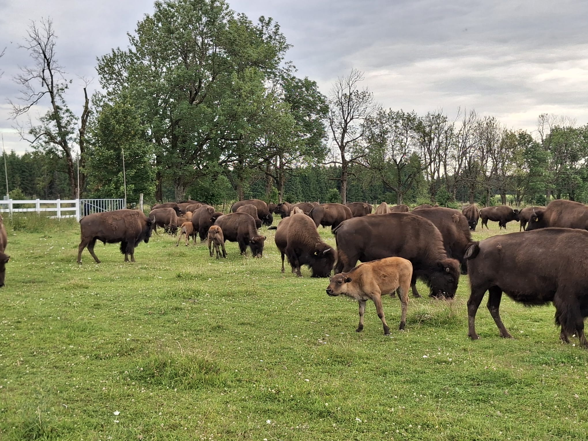 Bison Ranch Rožnov foto 4